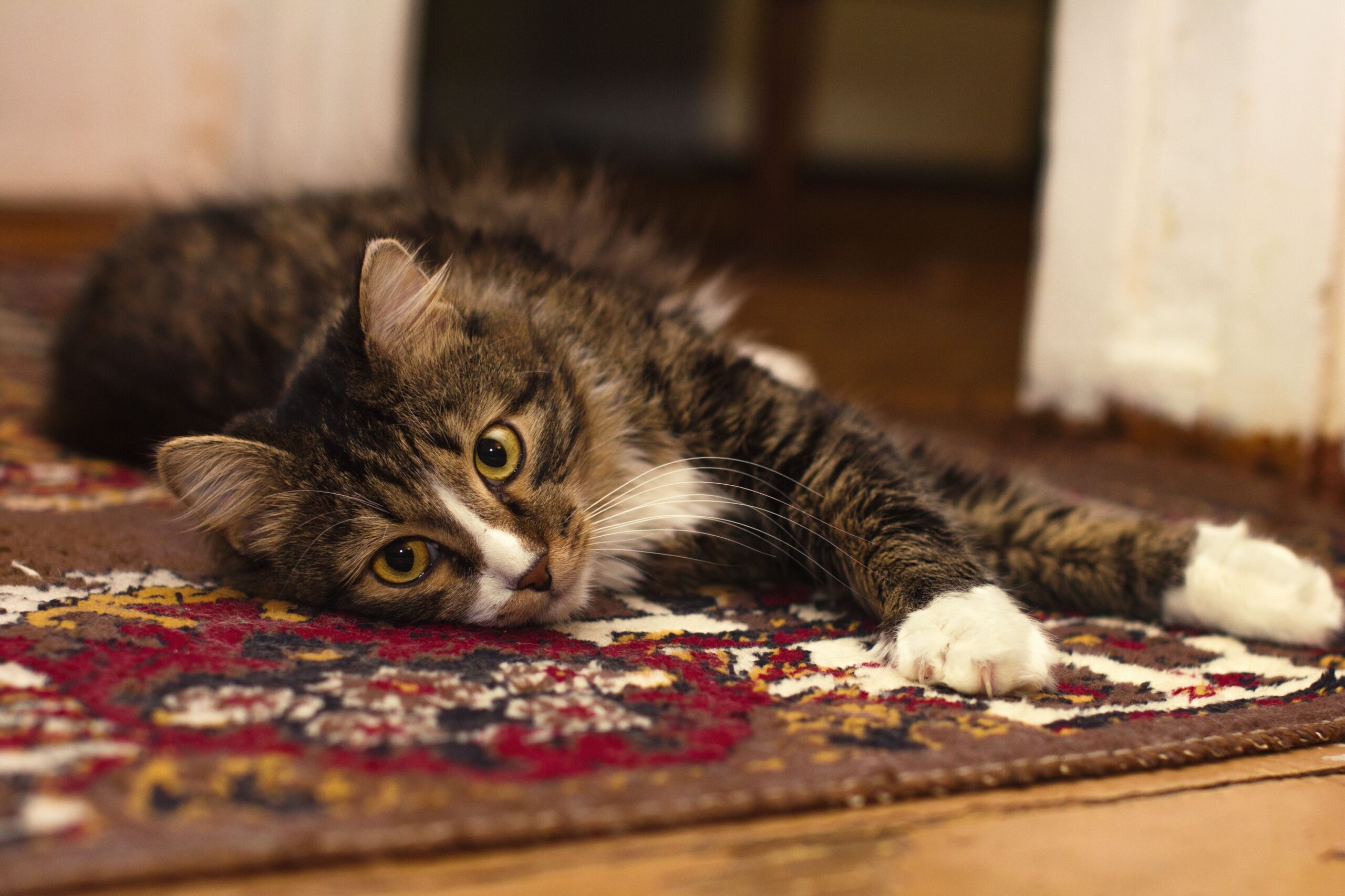 calcium oxalate crystals in cats