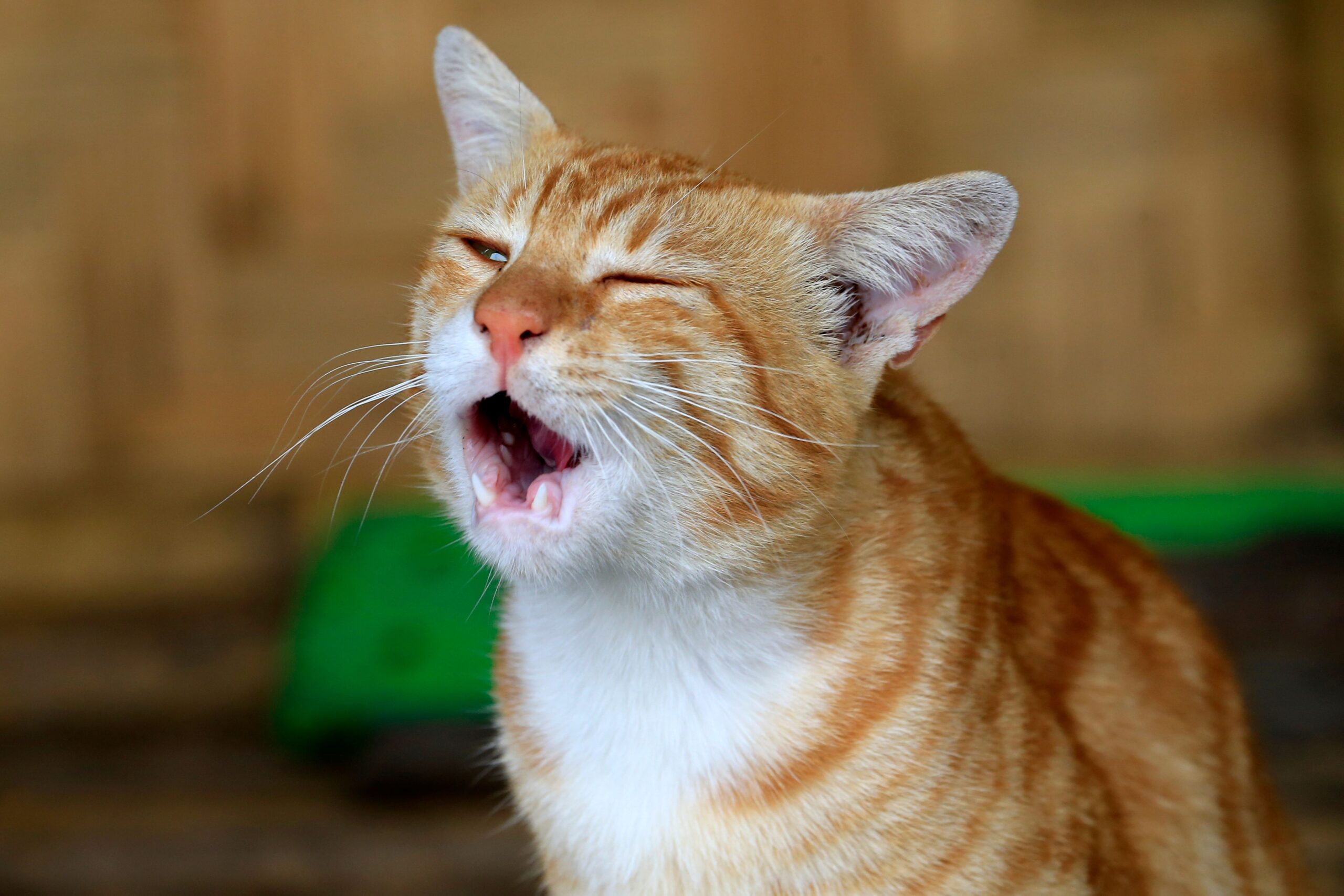 cat asthma