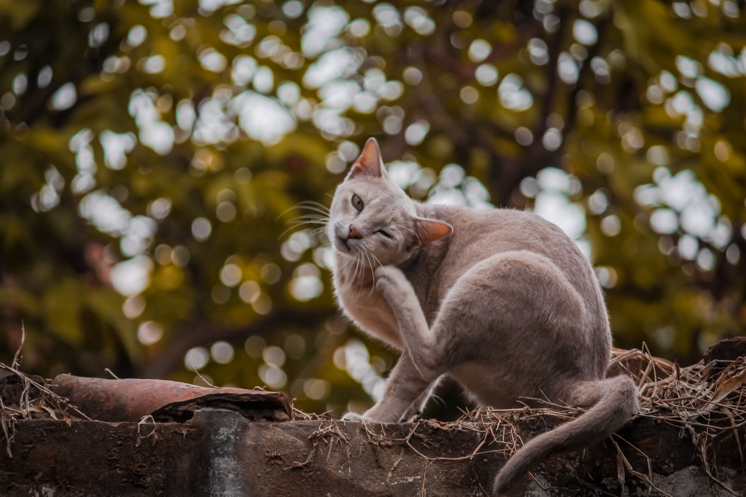 cat skin allergies