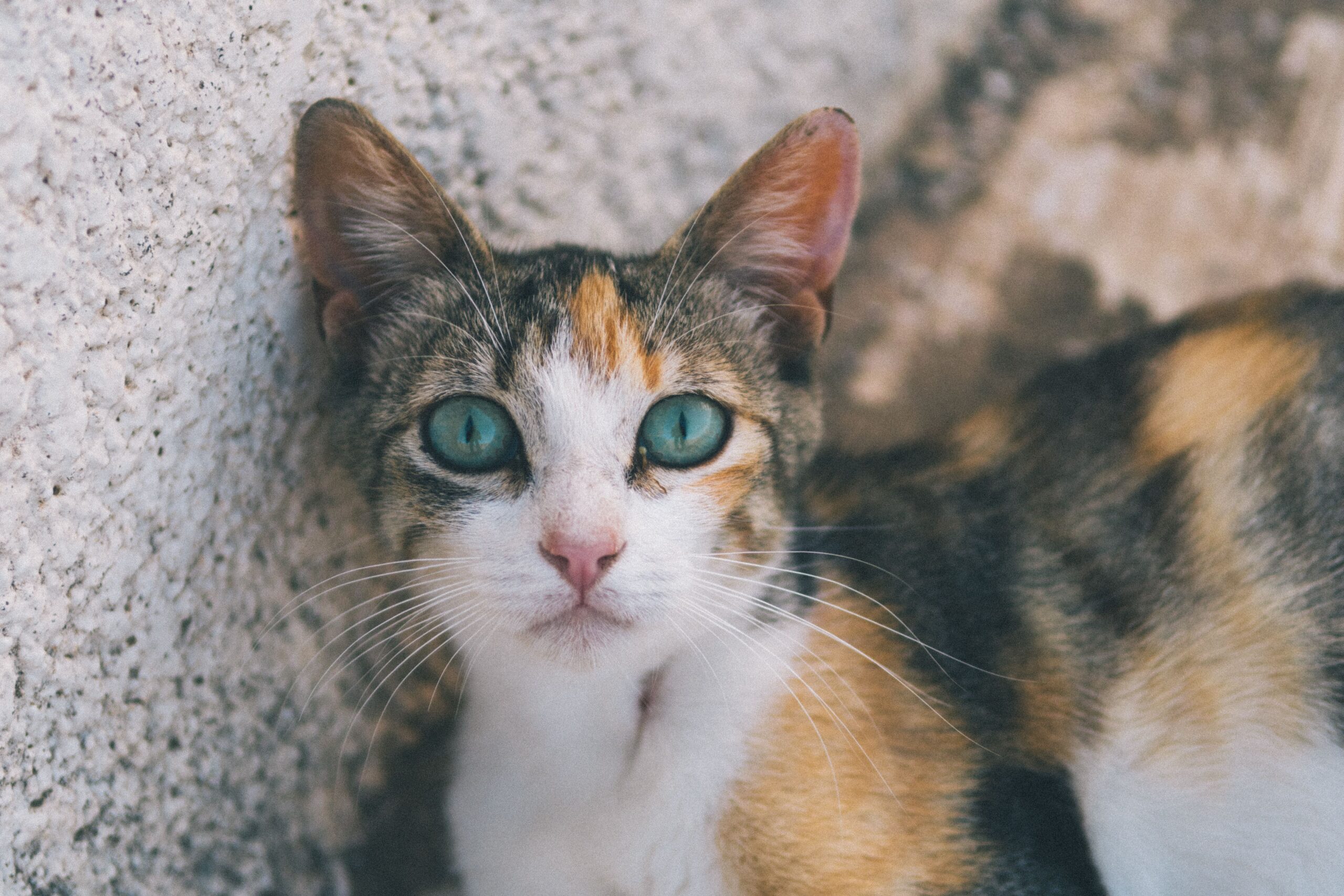 cataracts in cats