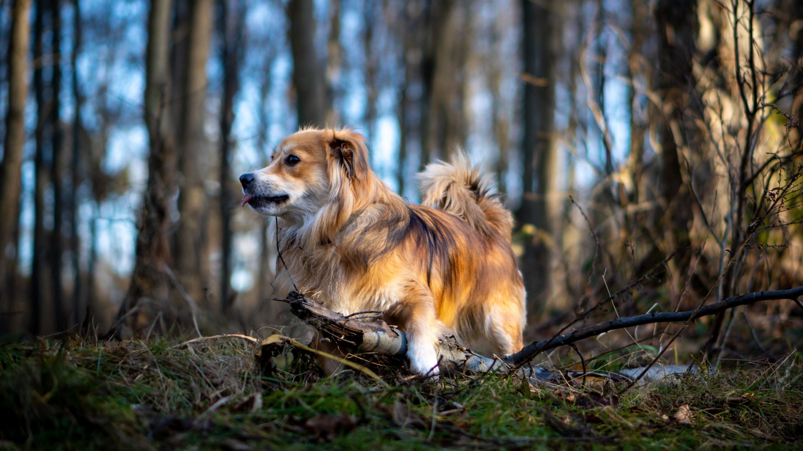 coccidia in dogs