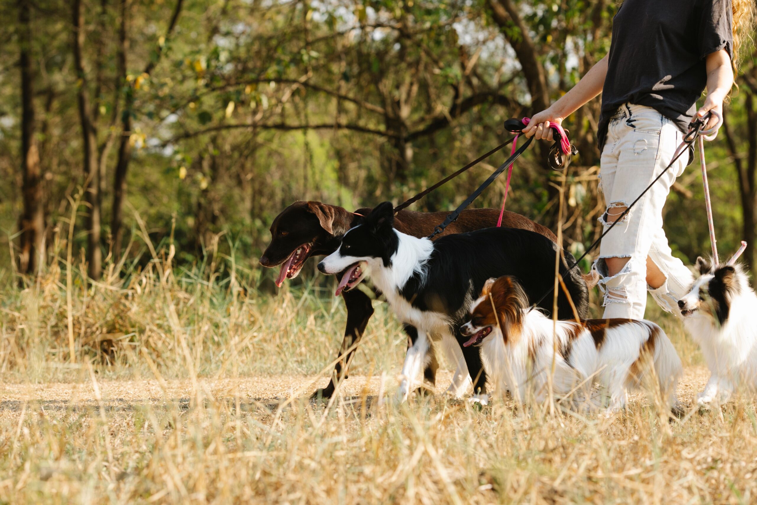 colitis in dogs