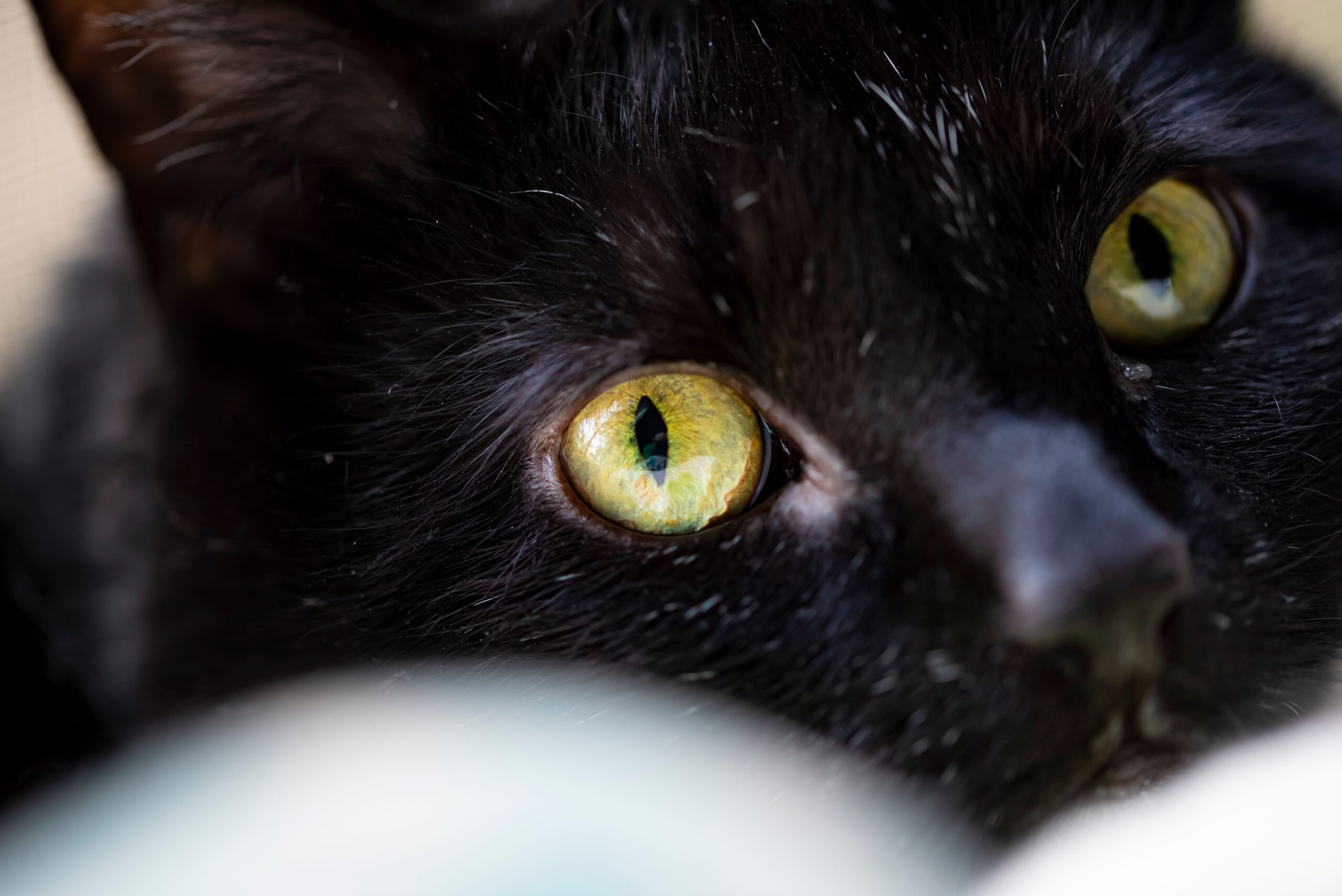 corneal dystrophy cat