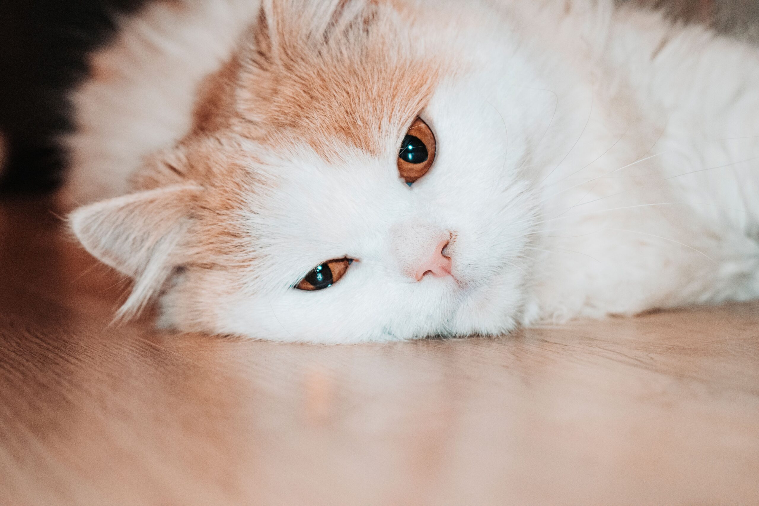 cystitis in cats