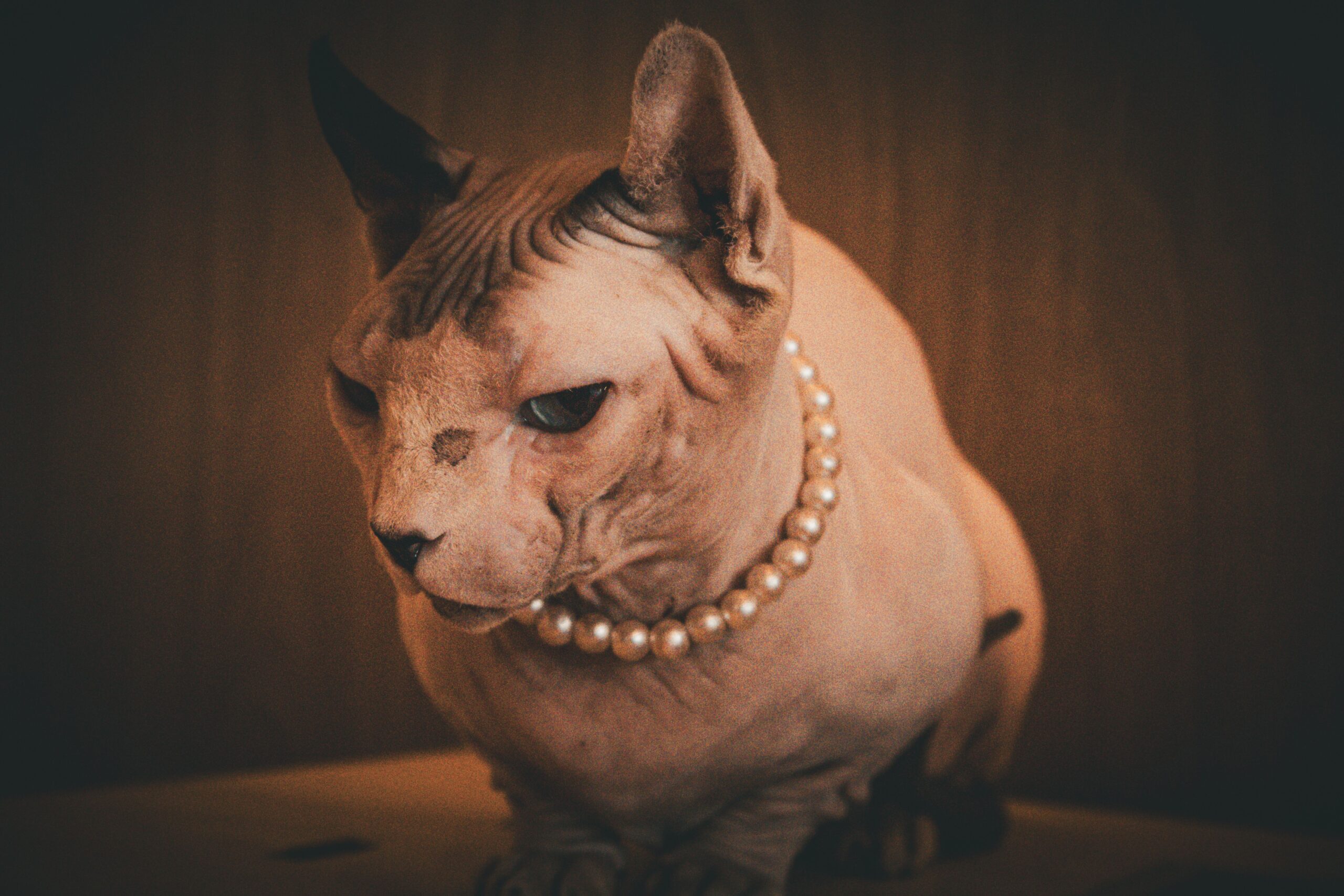 ehlers danlos syndrome cat
