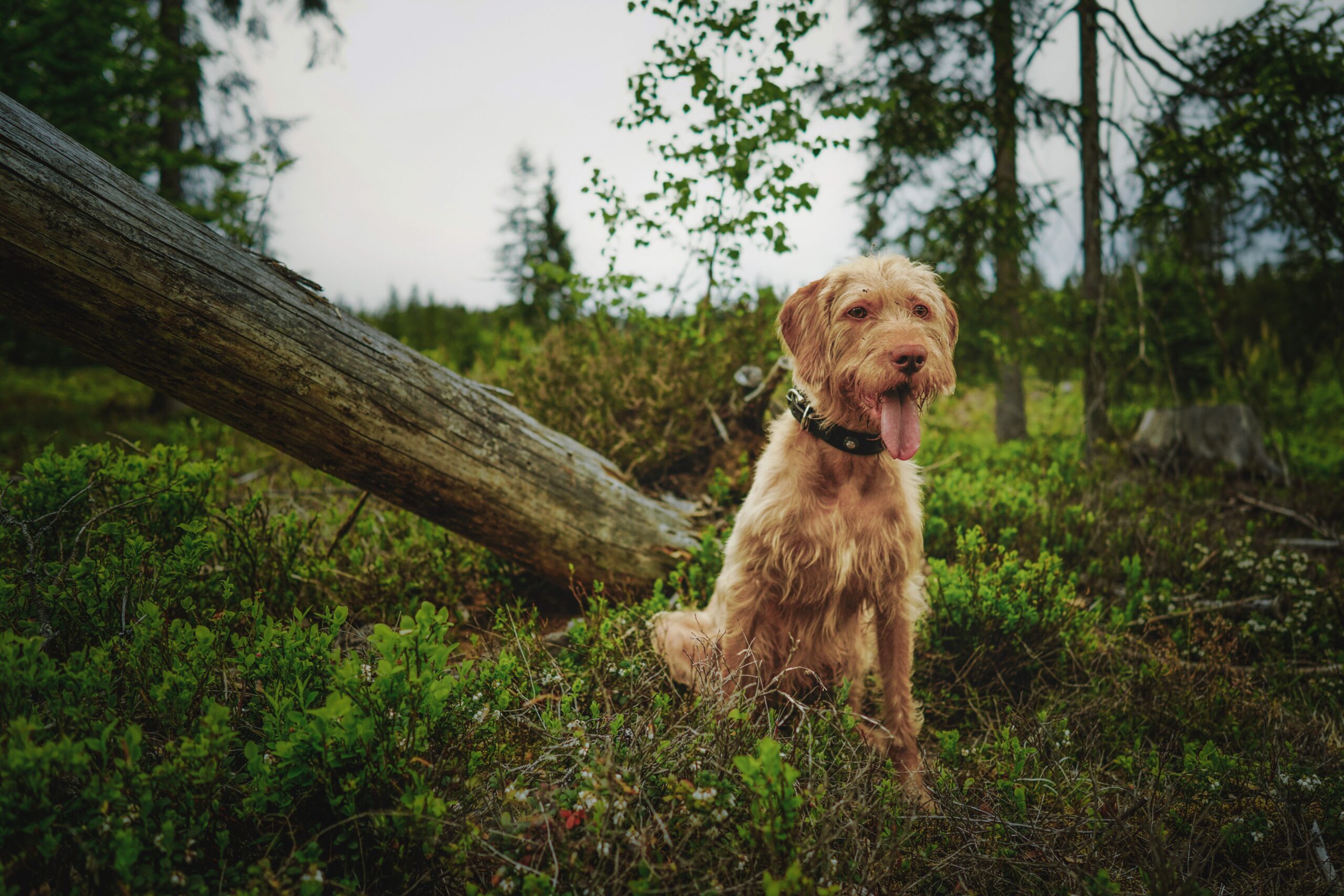ehrlichia in dogs