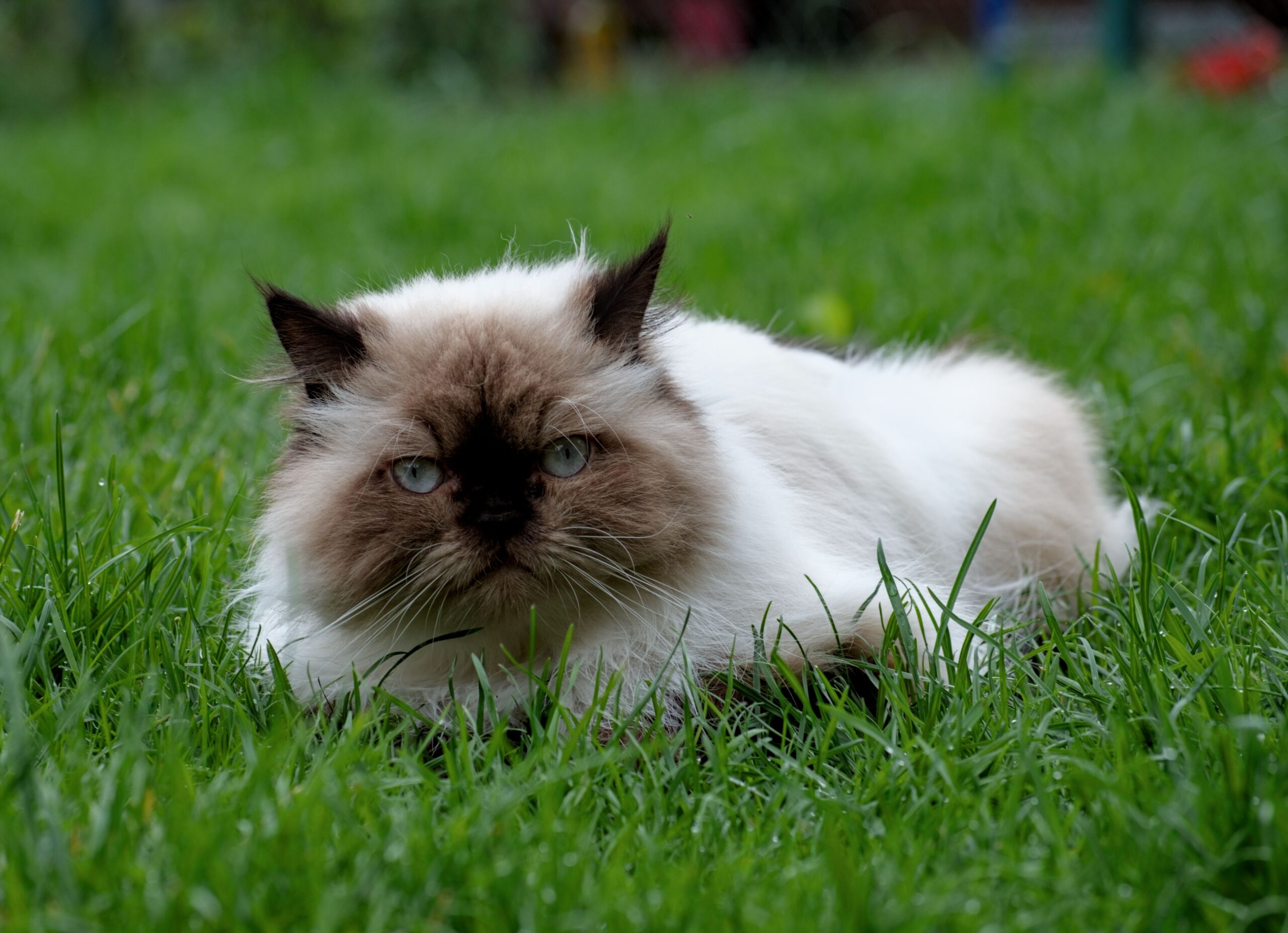 entropion cat