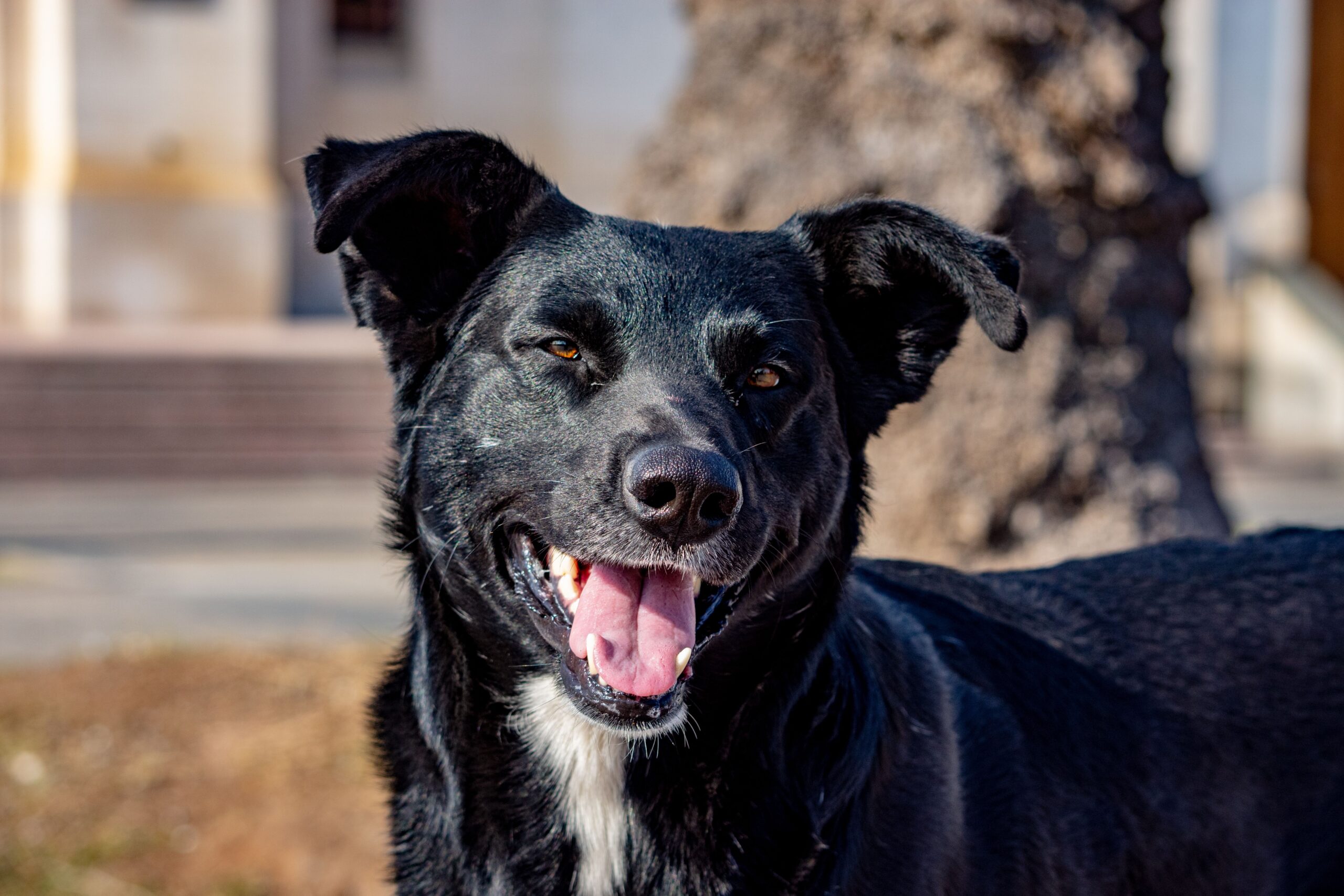 epulis dog
