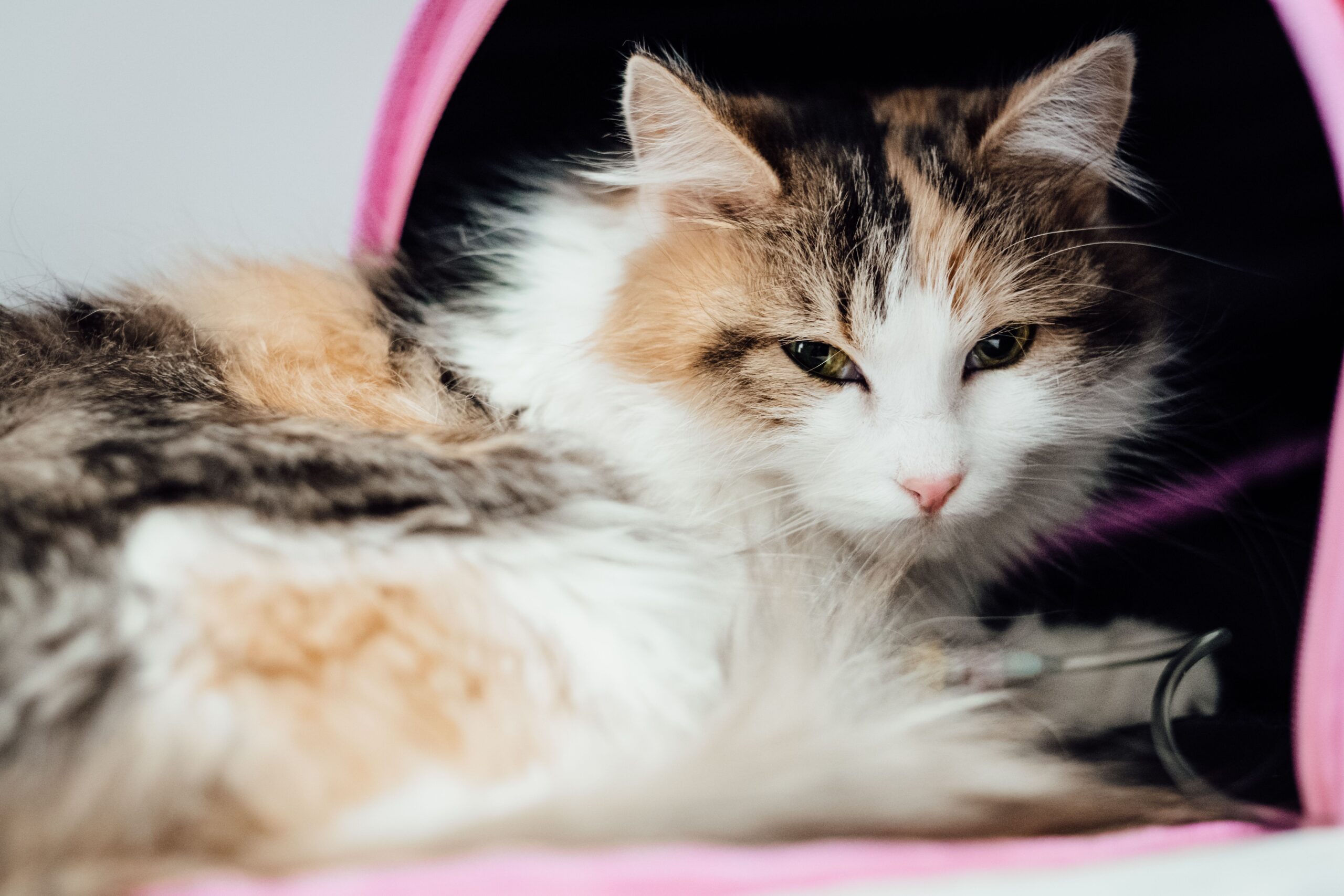 feline diabetes