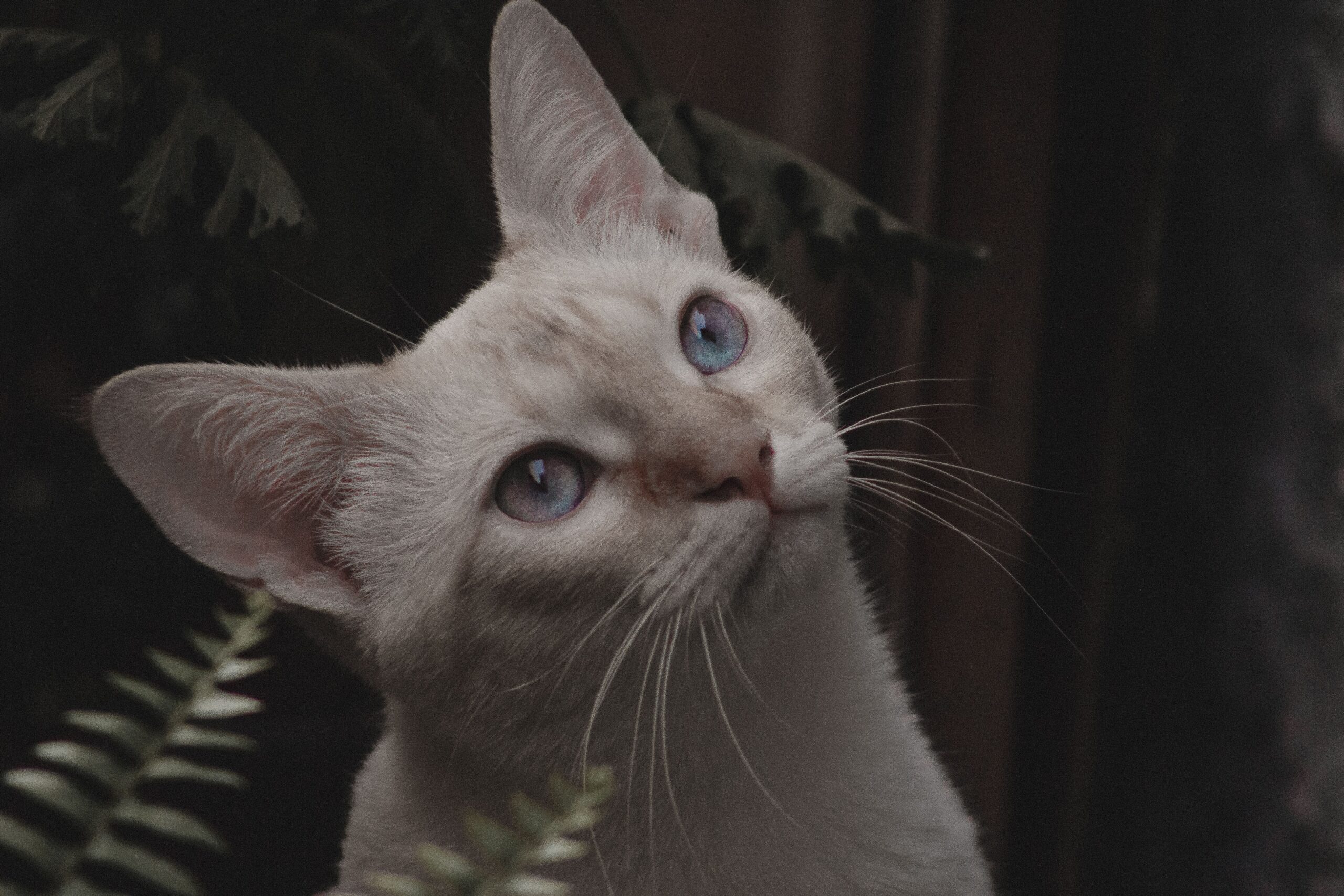 feline hyperesthesia