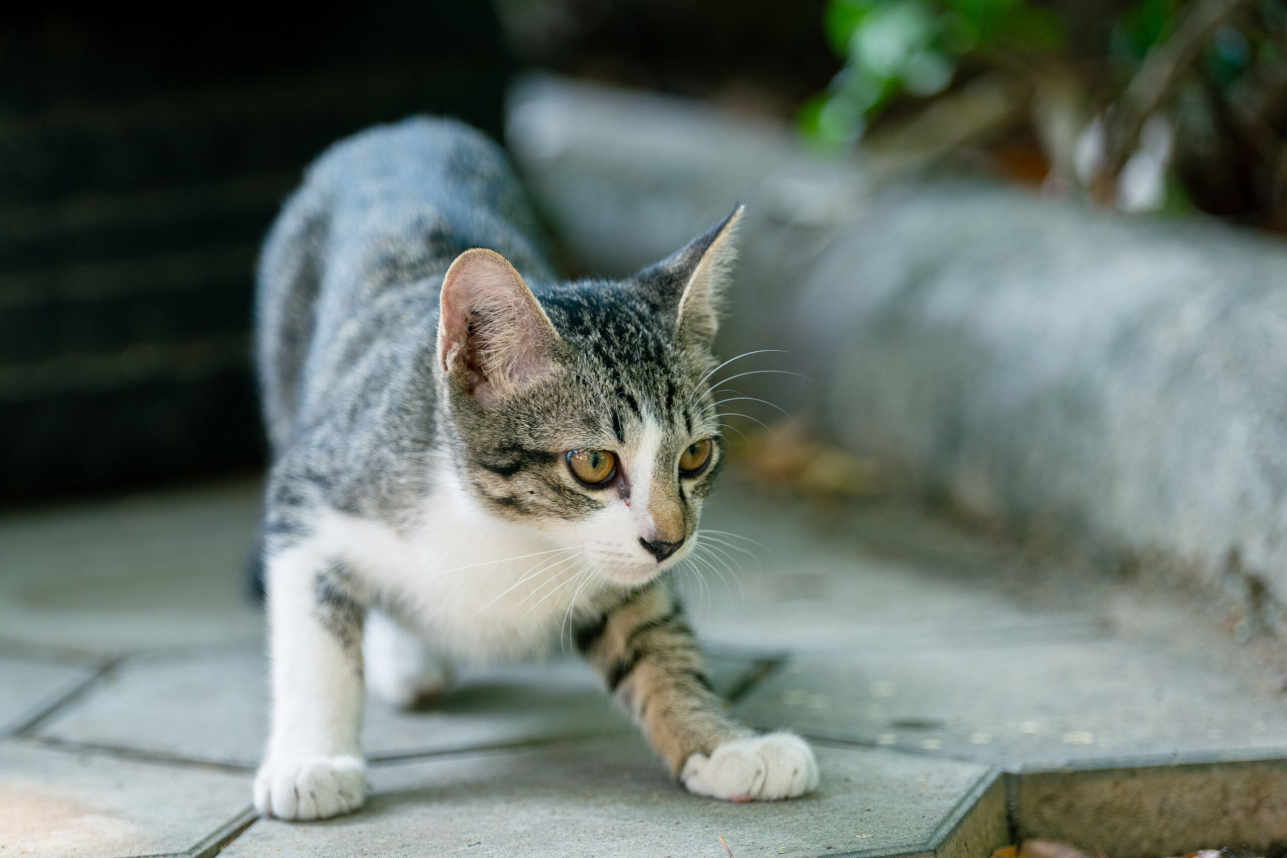 flutd cat