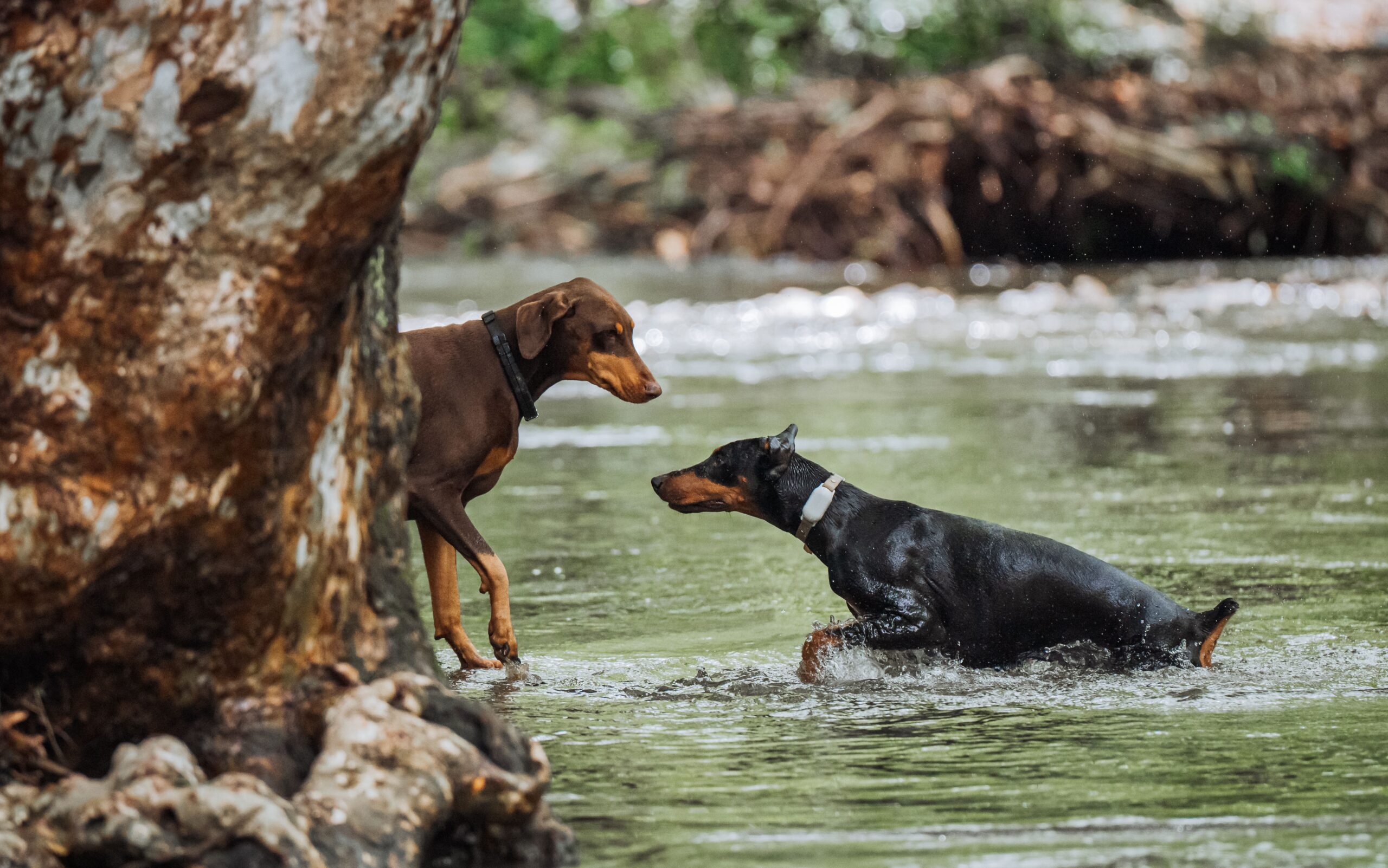 giardia in dogs