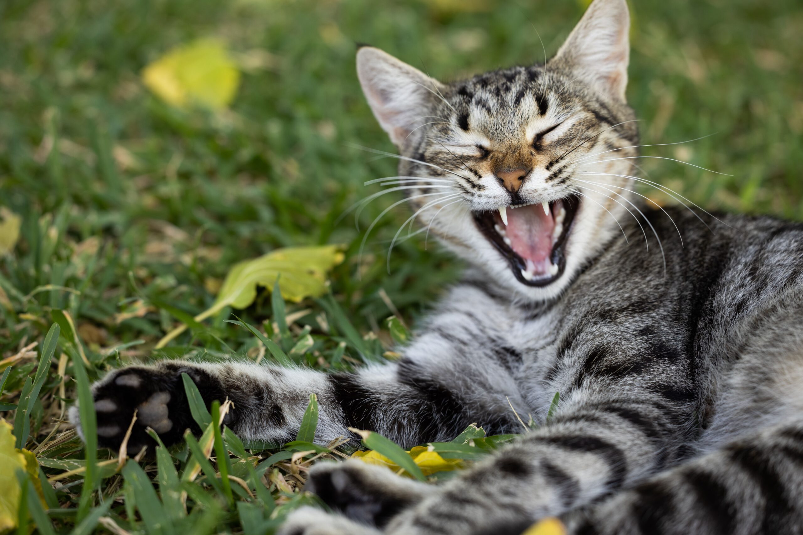 gingivitis in cats