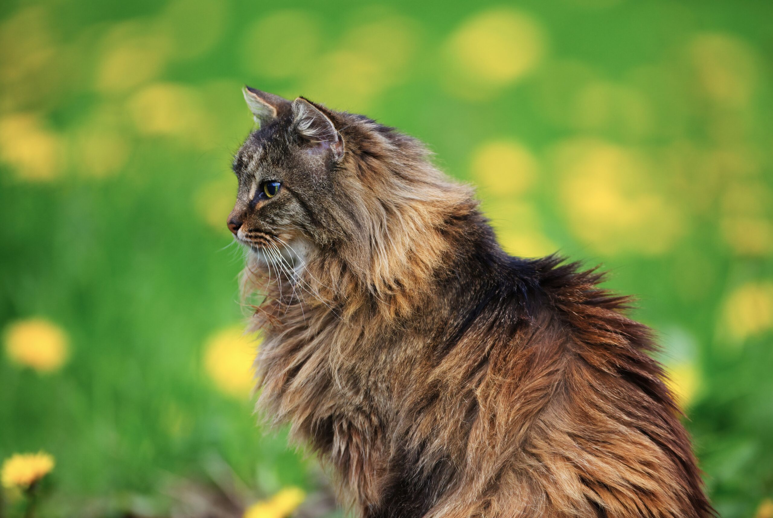 glycogen storage disease in cats