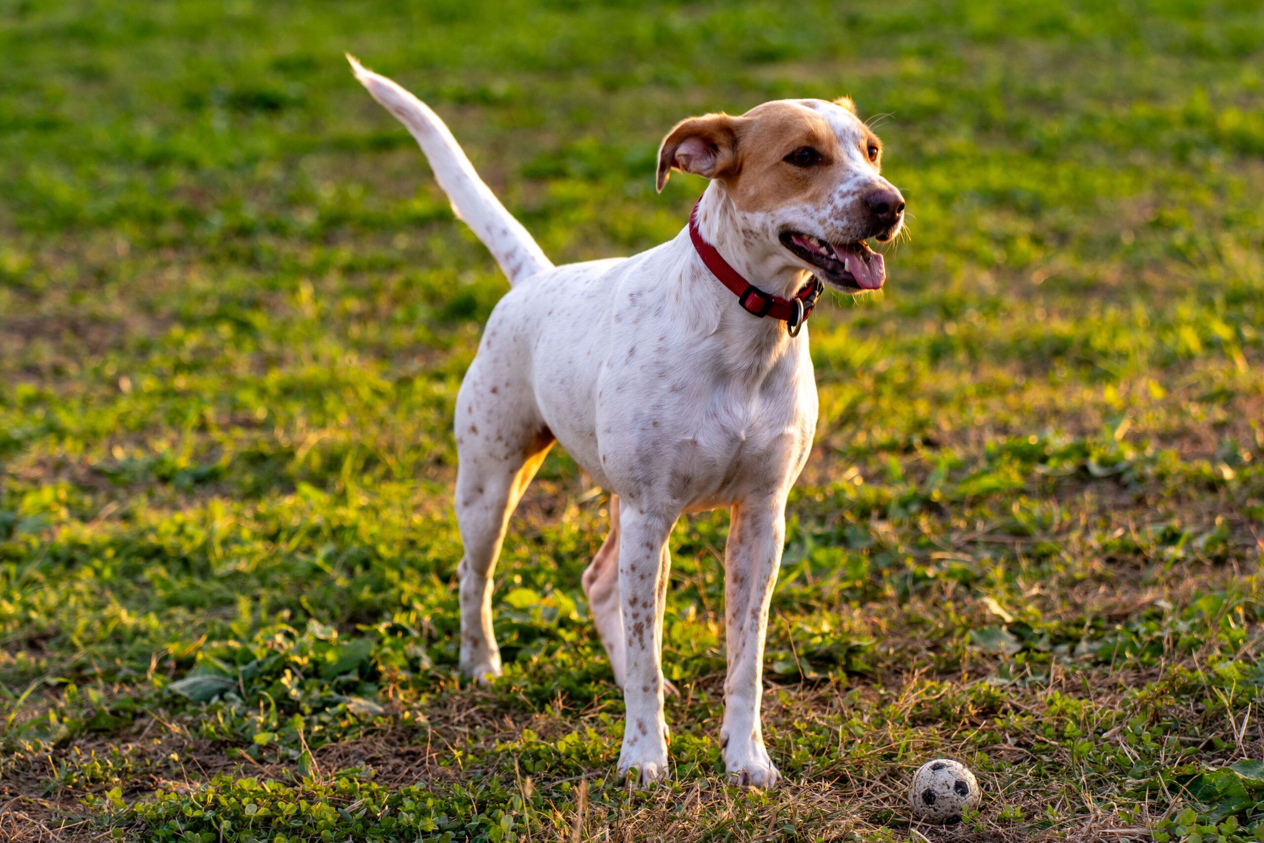 happy tail syndrome