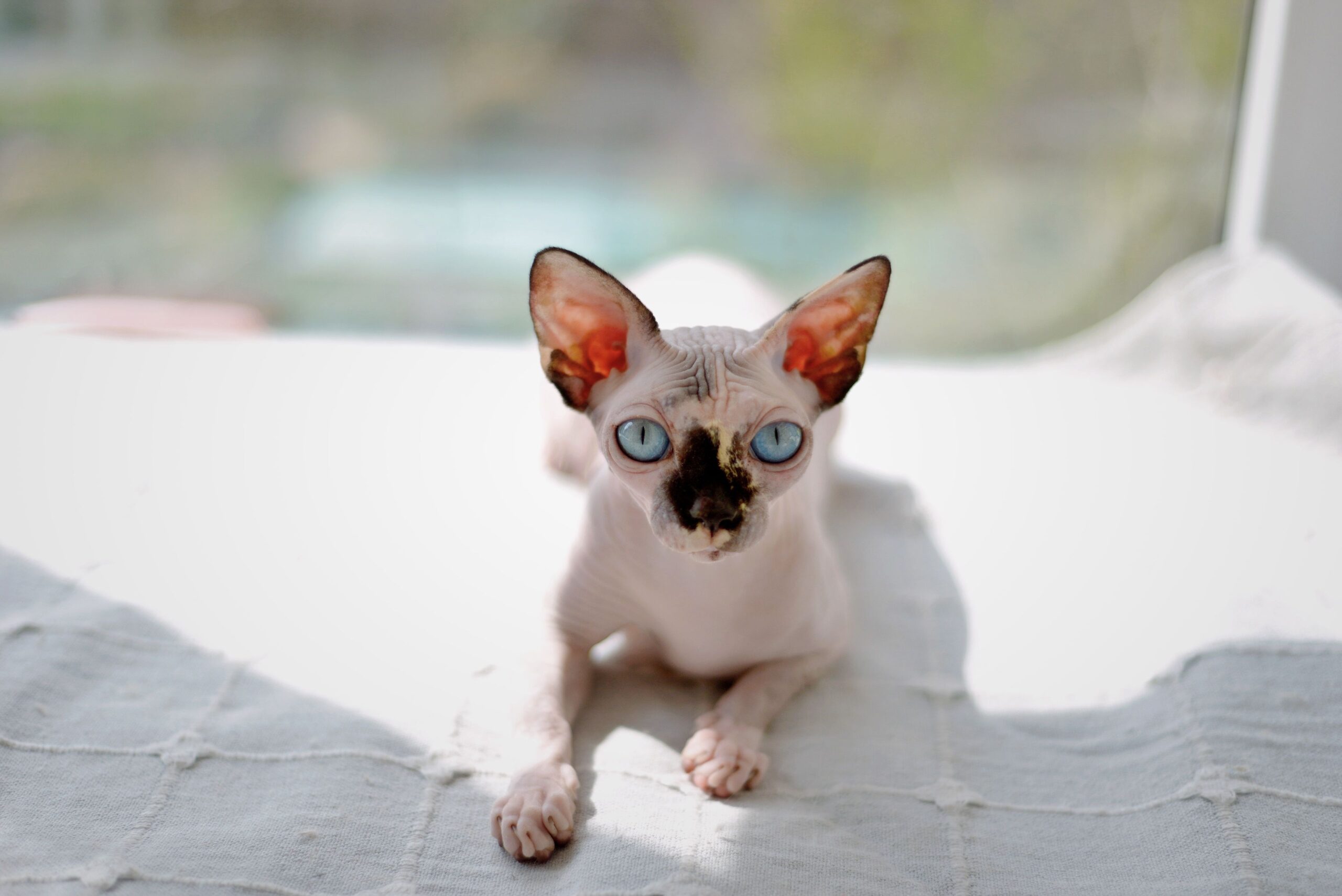 hcm in cats