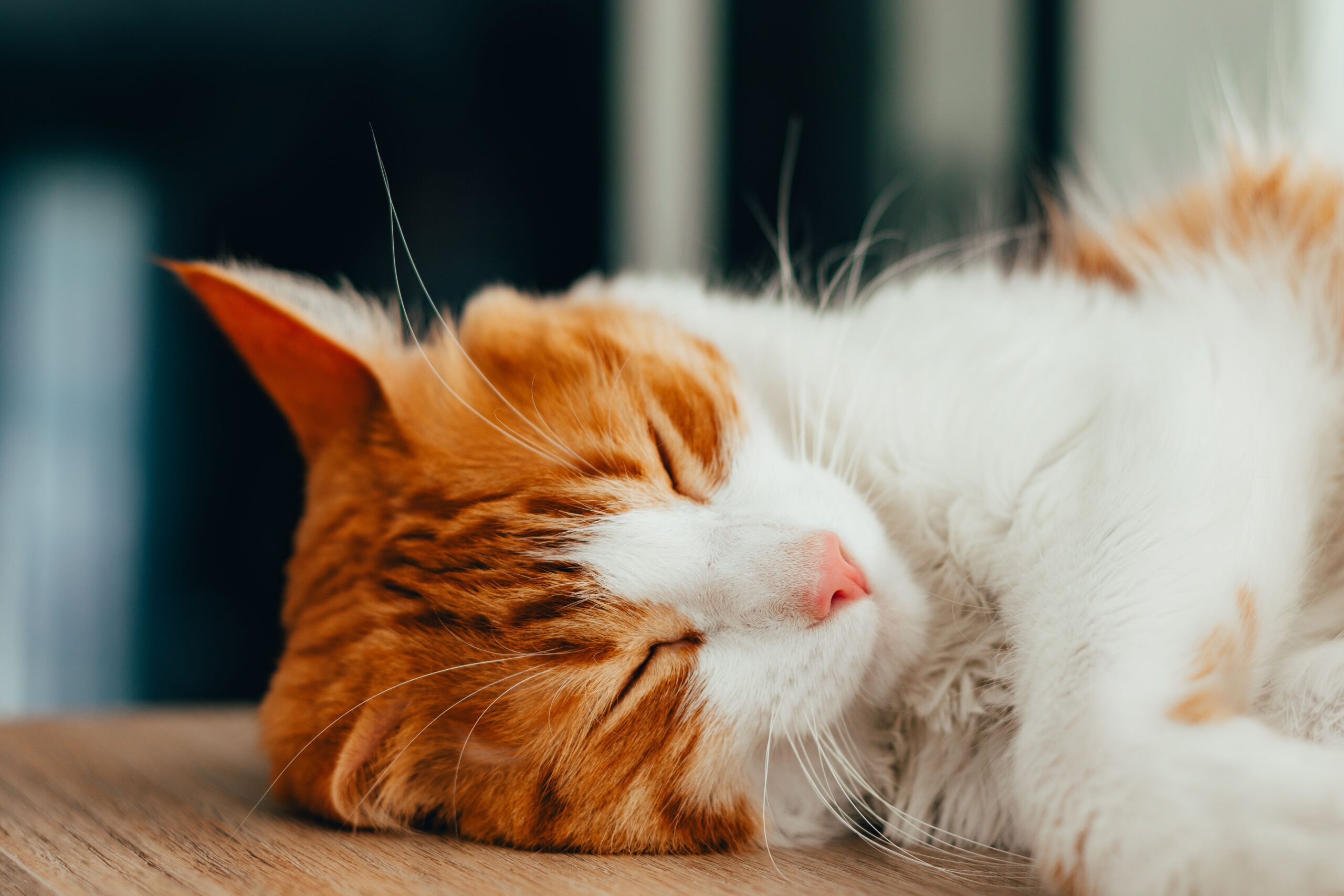 heart murmur in cats