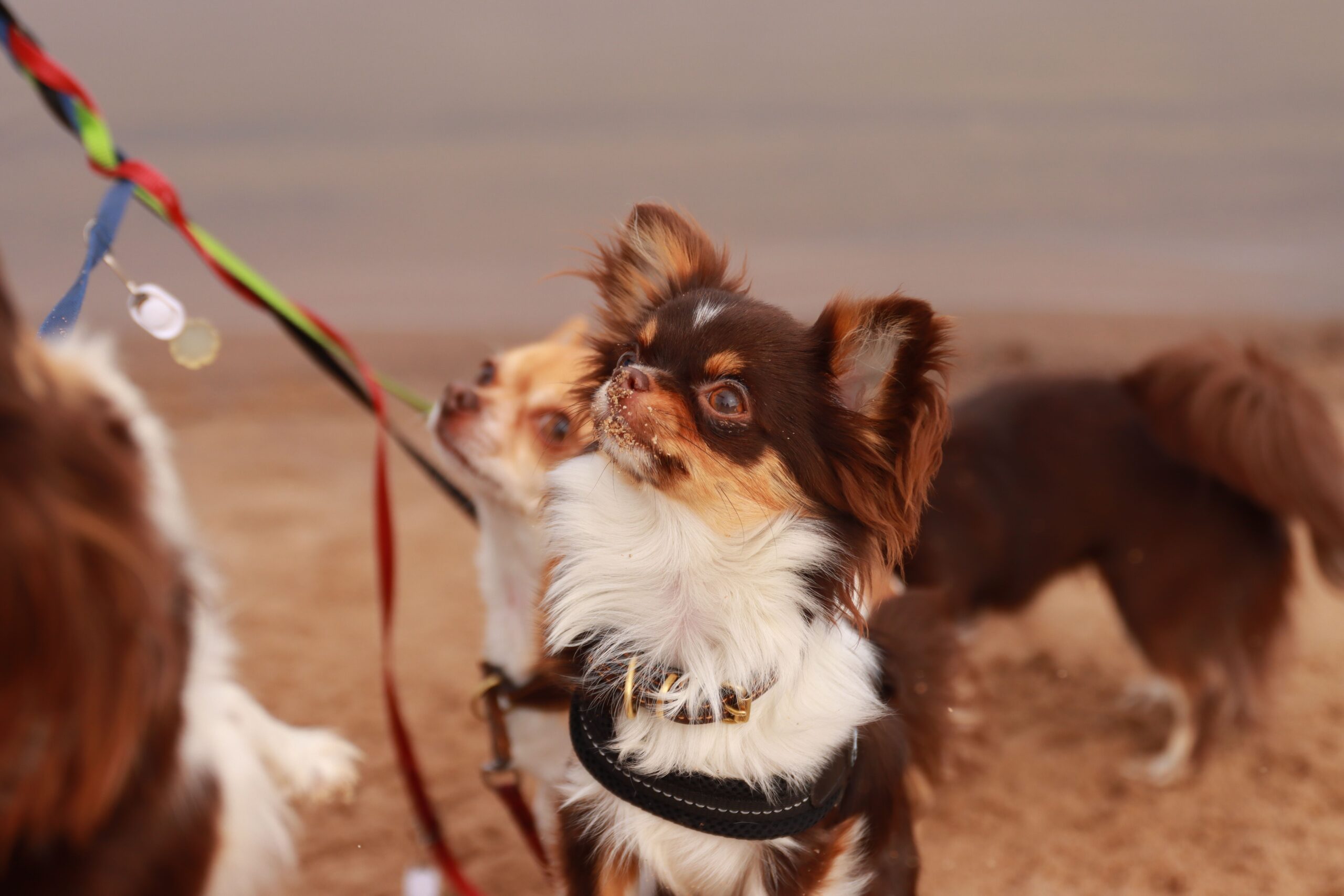 heart murmur in dogs