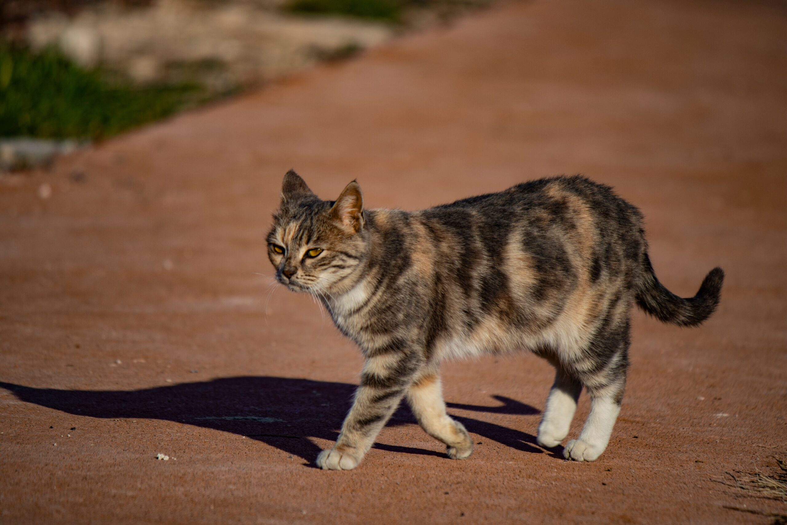 hip dysplasia in cats