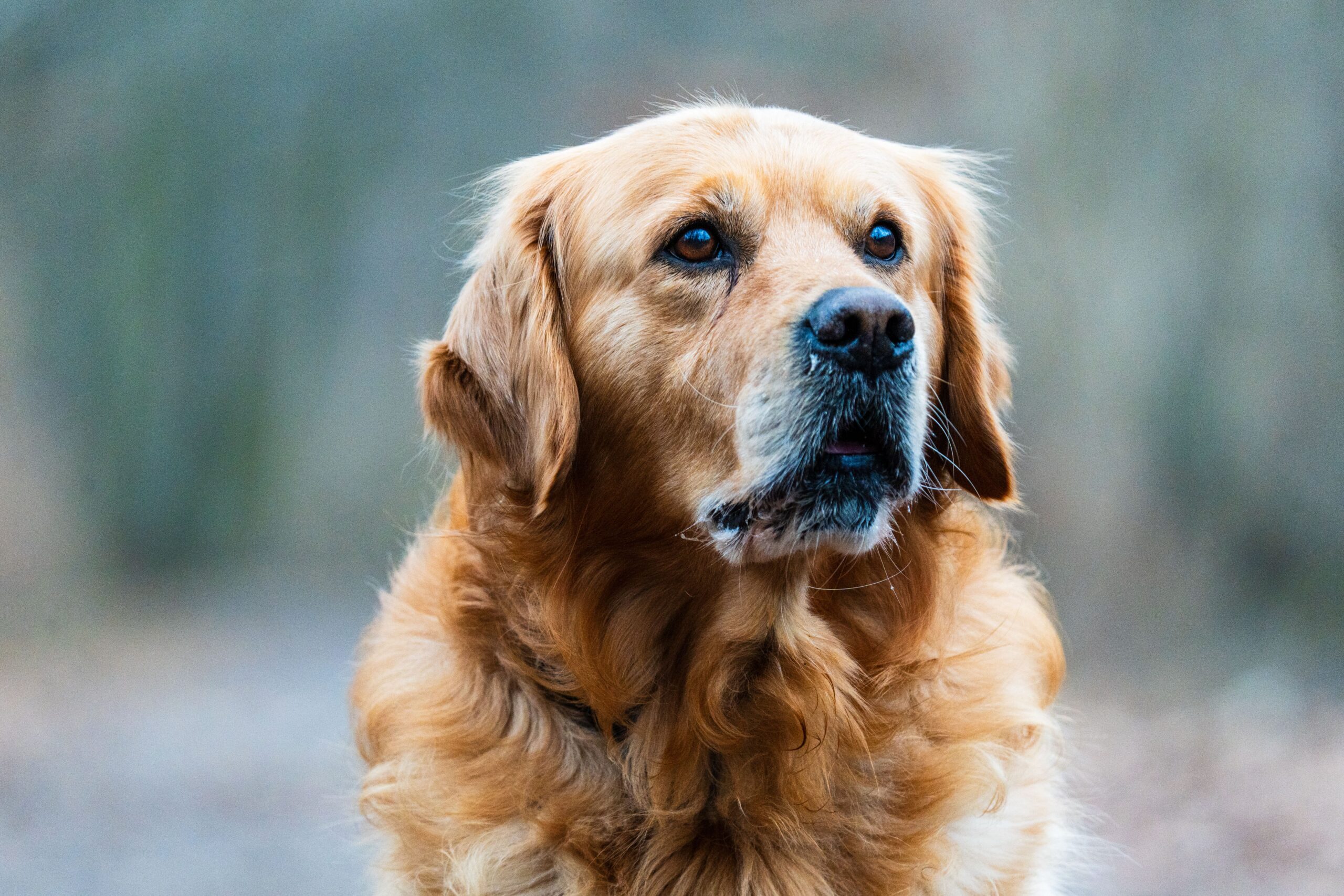histiocytoma dog