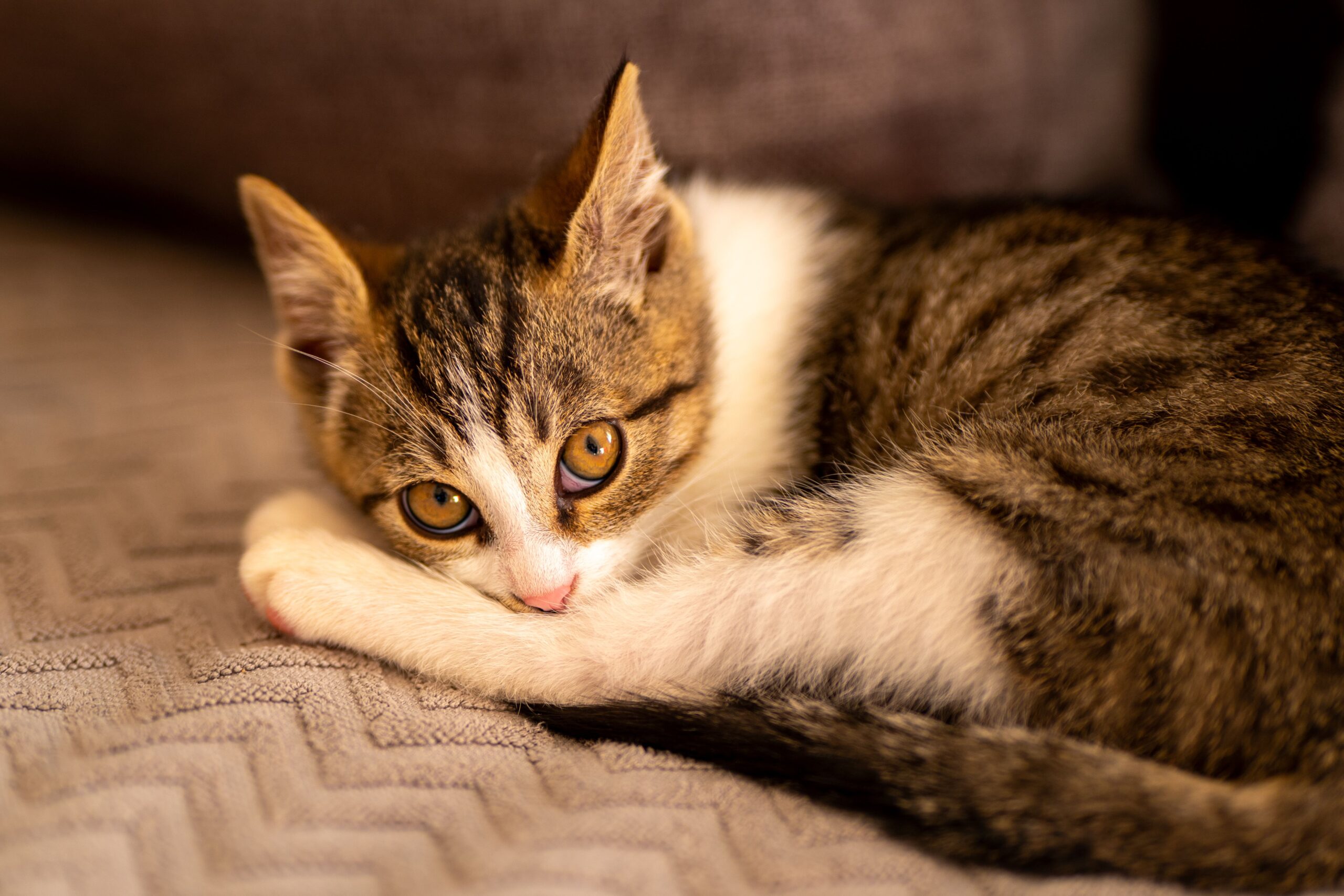 hyperthyroidism in cats