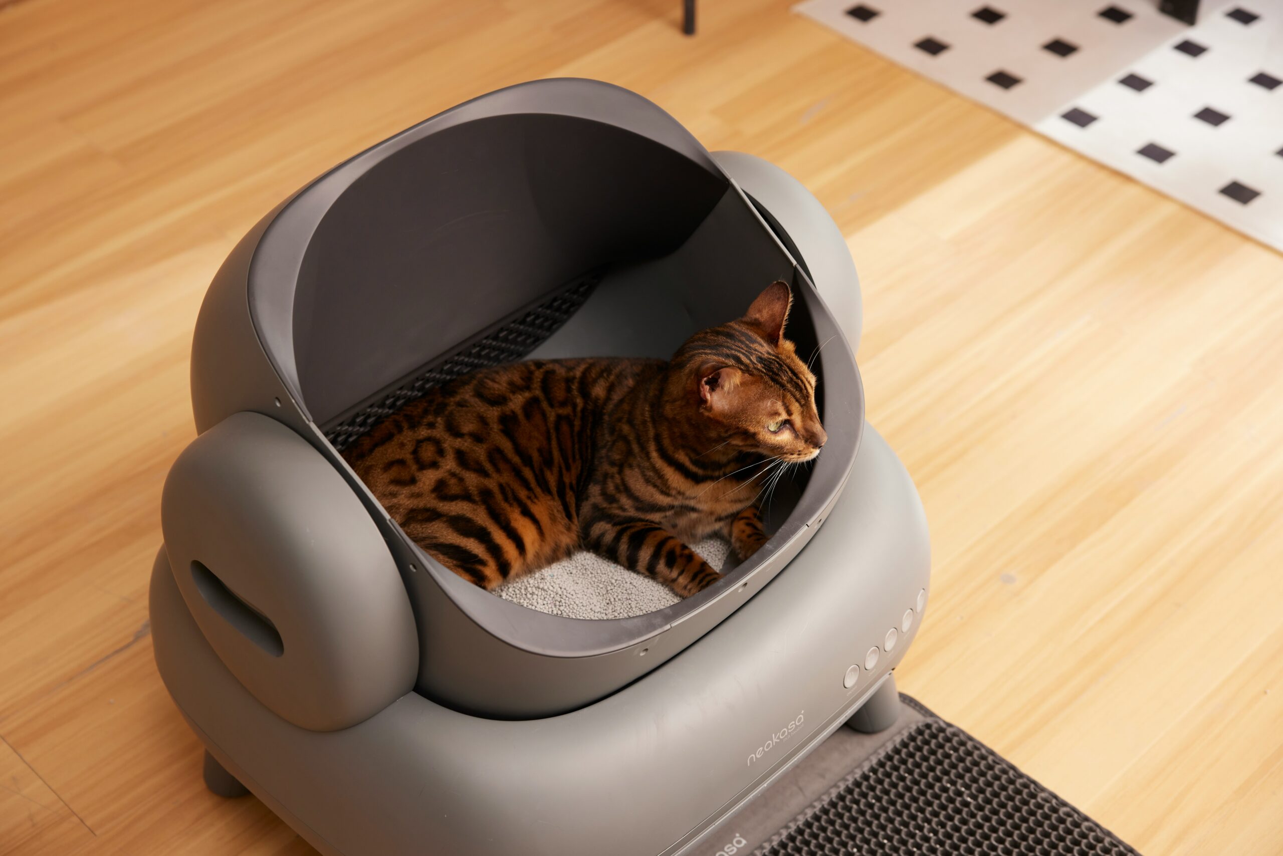 ibd cats