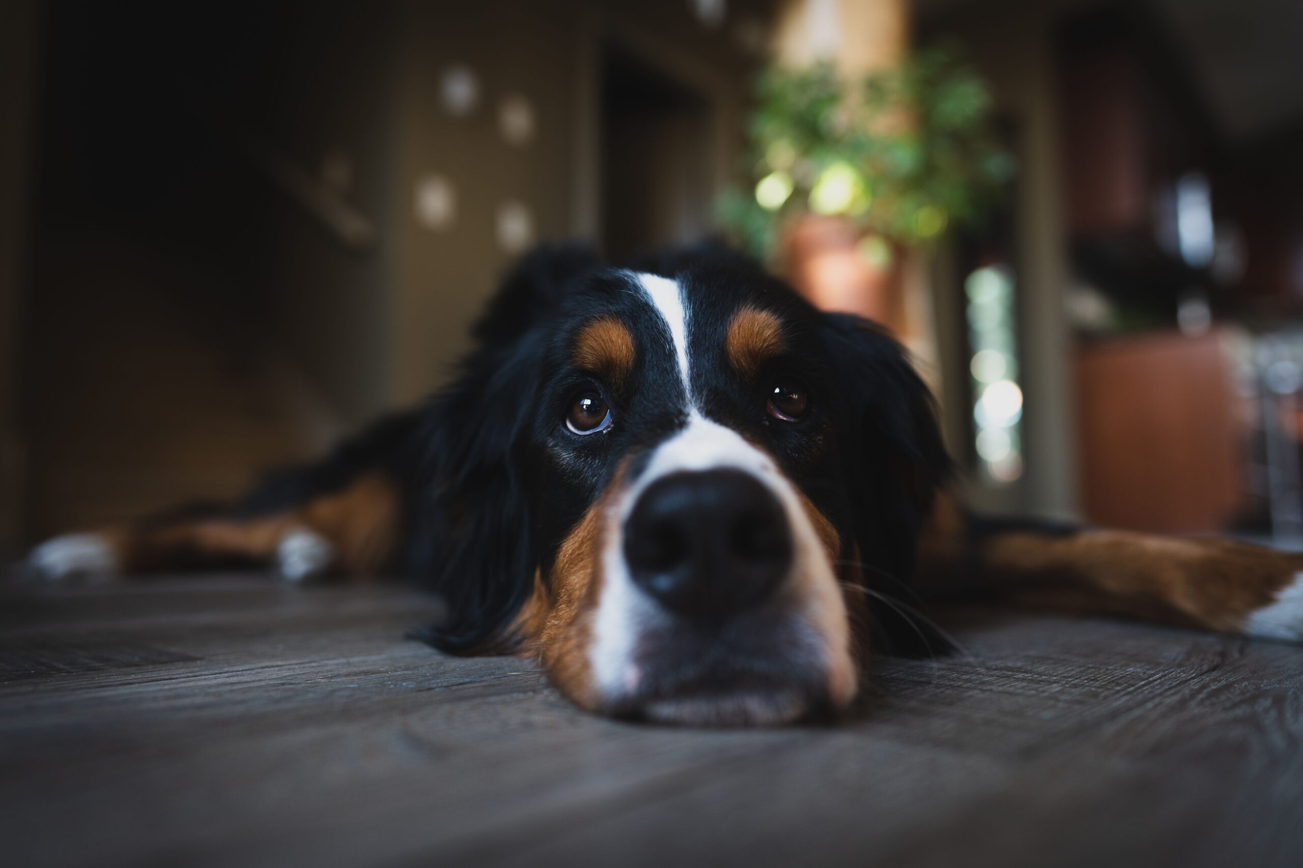 interdigital cyst dog