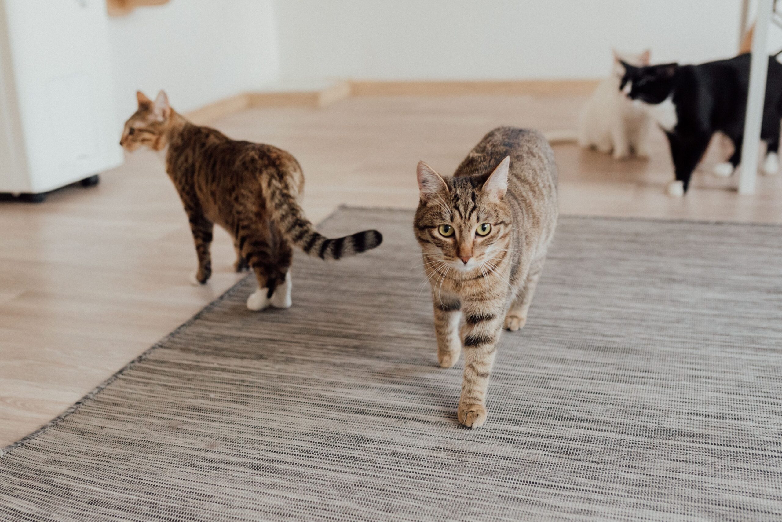 kidney disease in cats