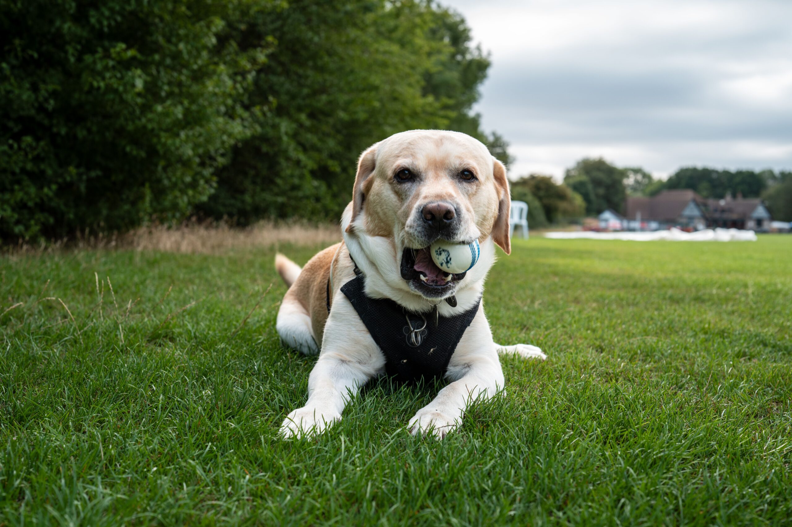 lipoma in dogs