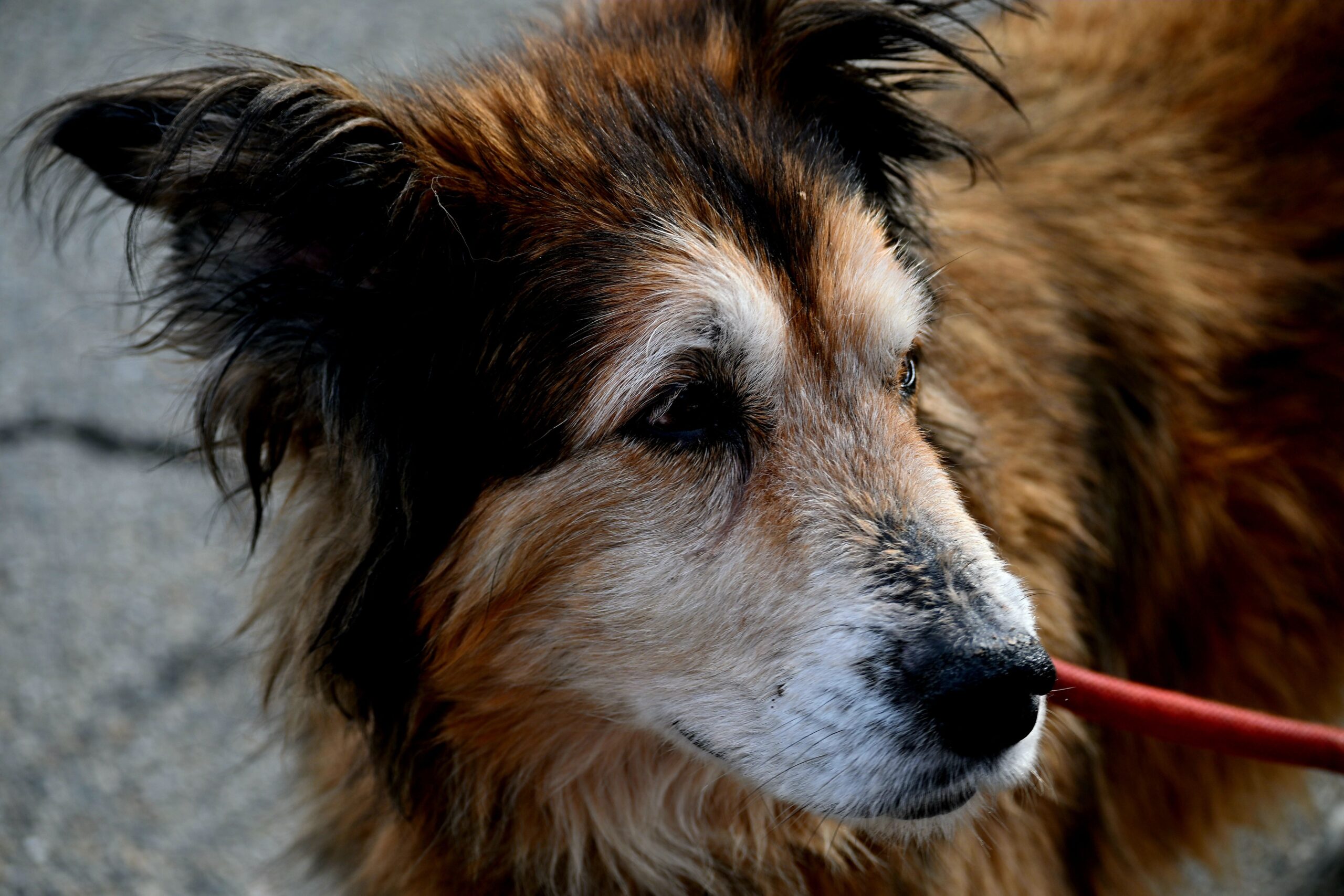 liver failure in dogs