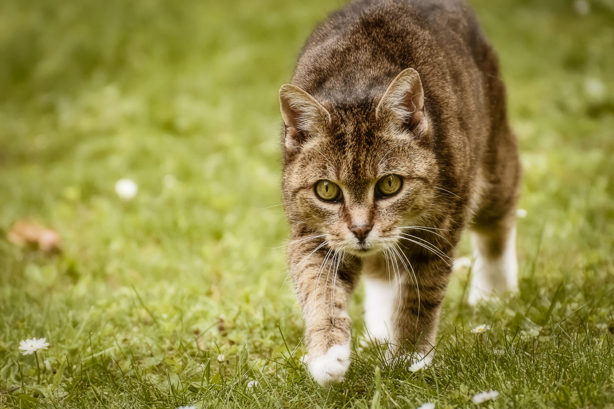 luxating patella cat