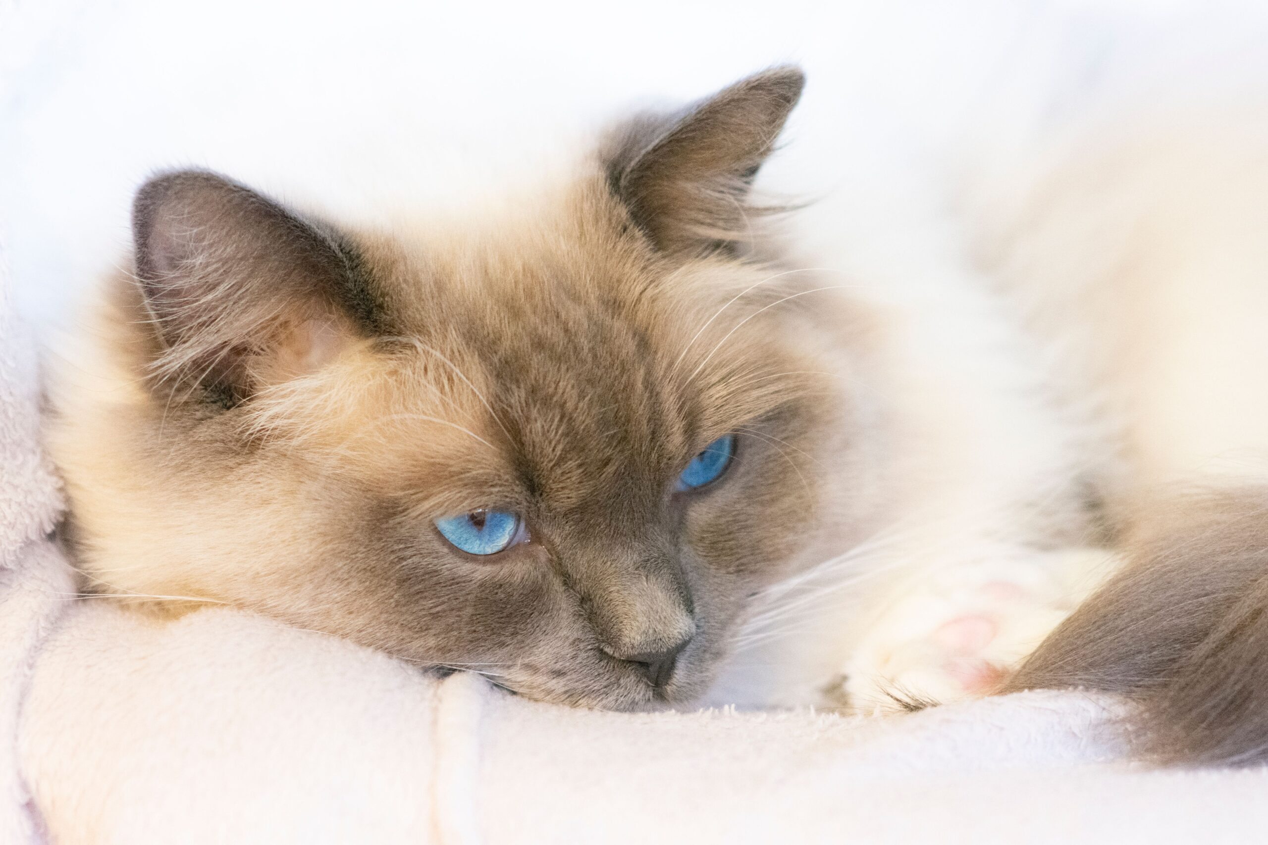 lymphoma in cats
