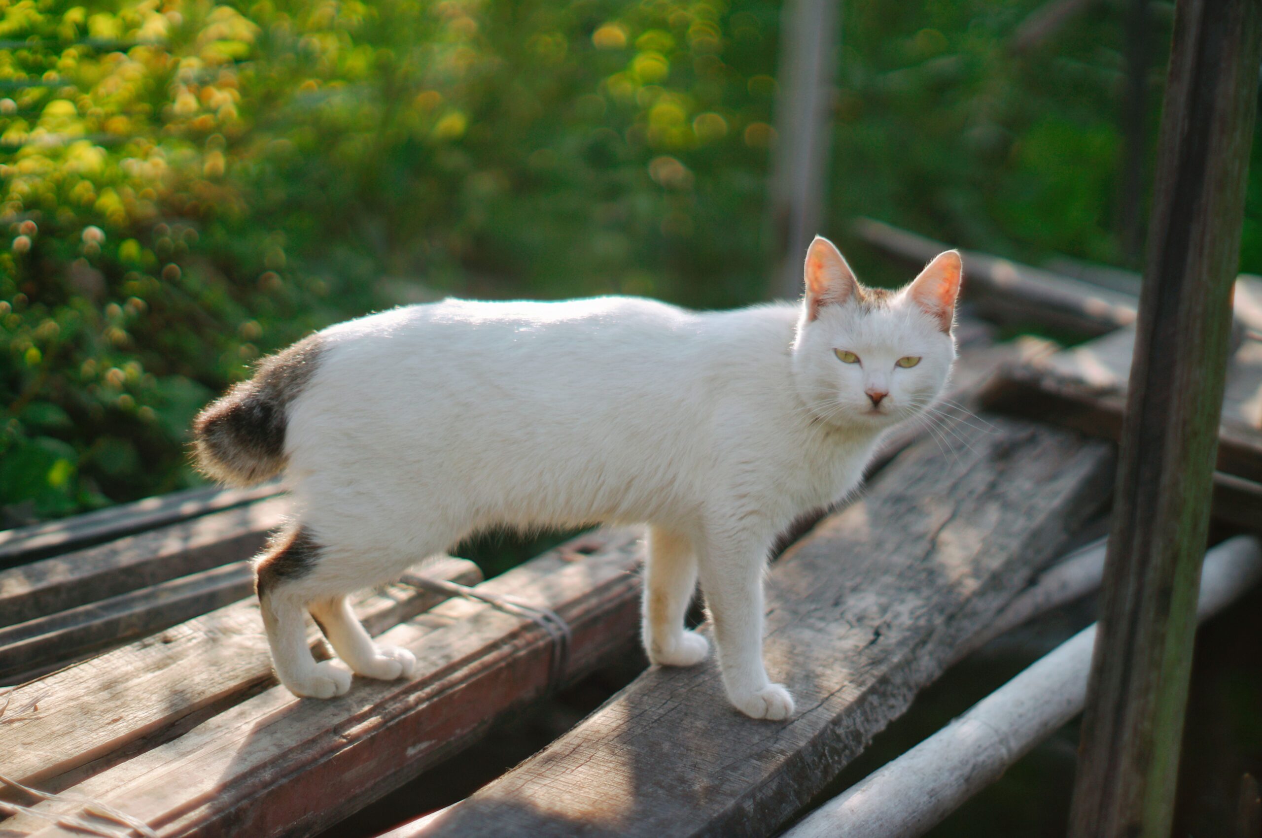 manx syndrome