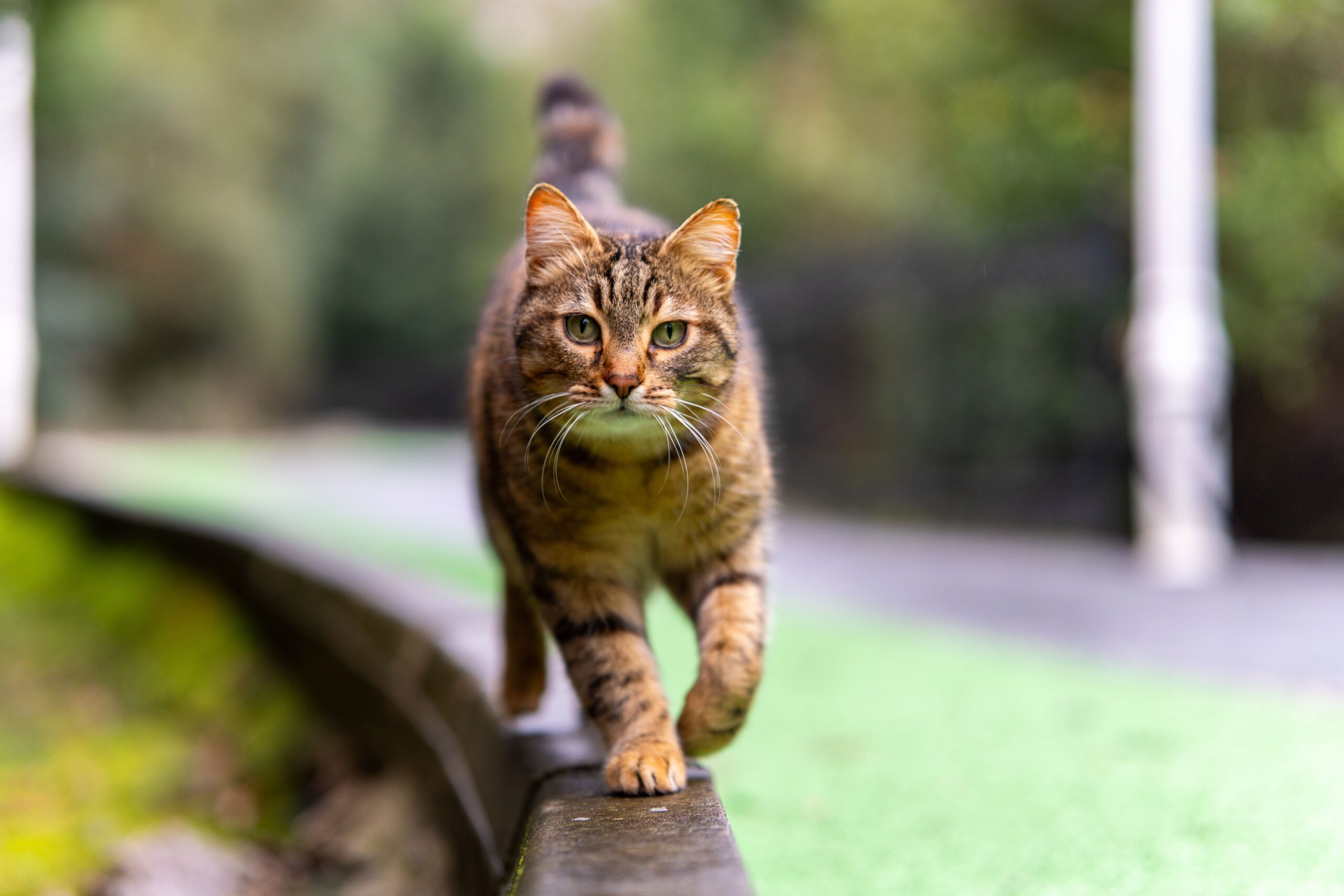 mast cell tumor cat
