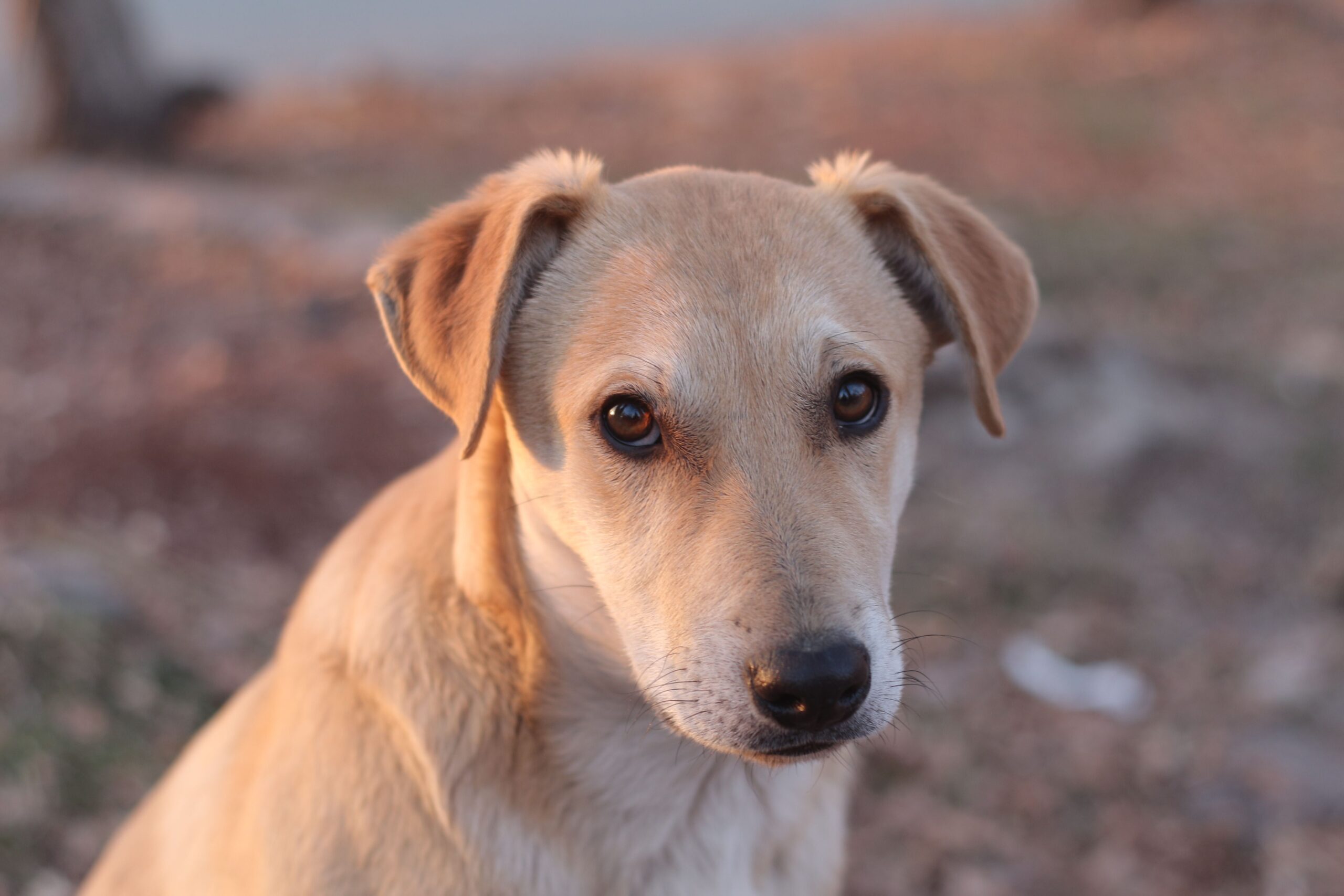 mastitis in dogs