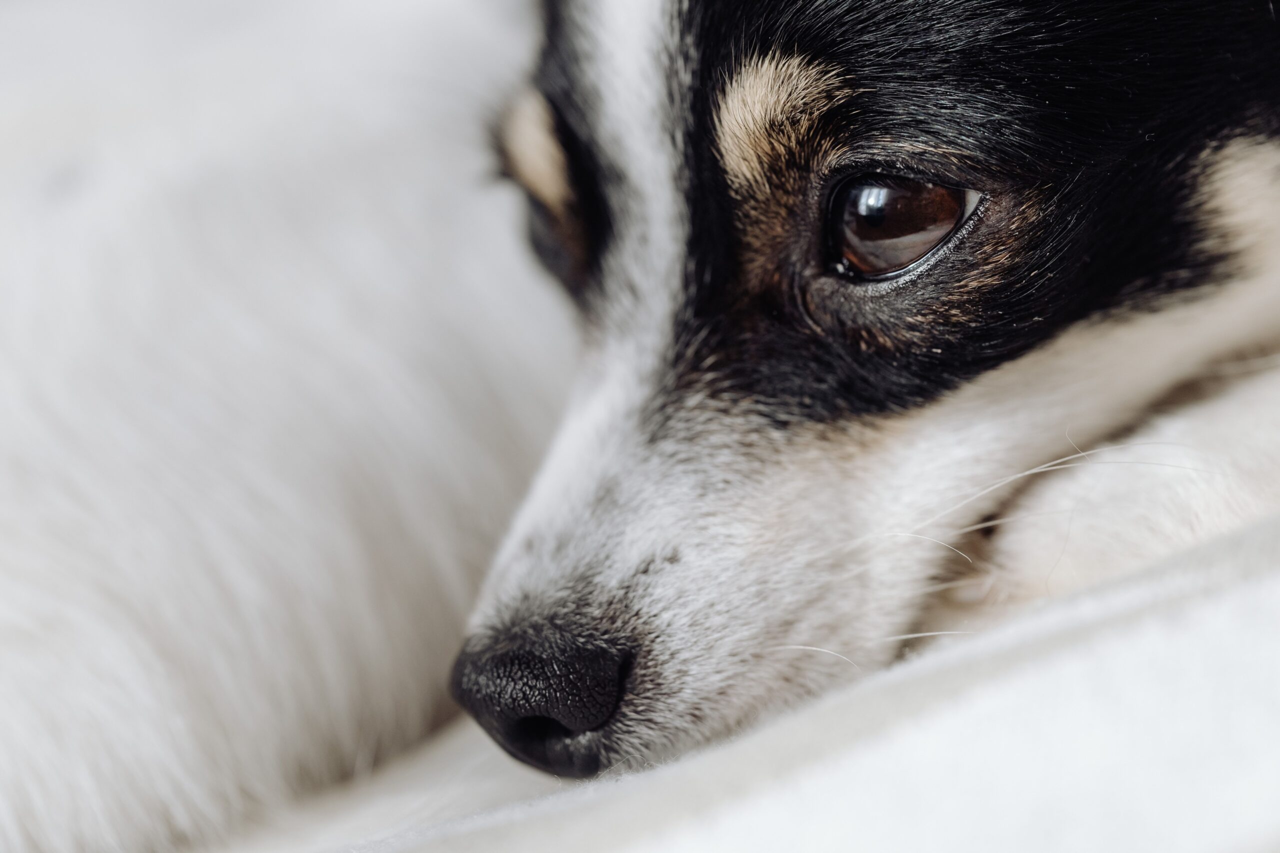 pannus in dogs