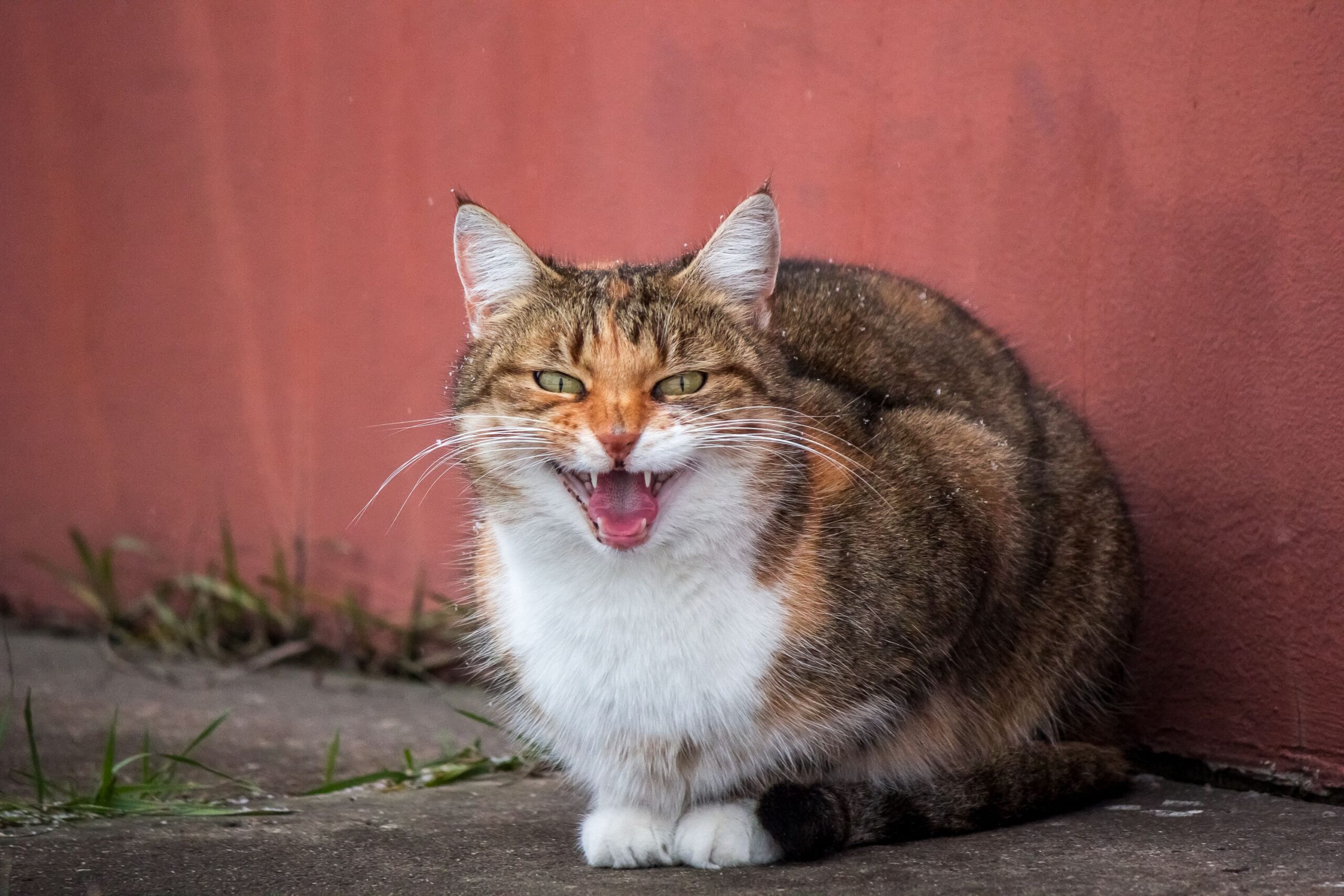 periodontal disease in cats