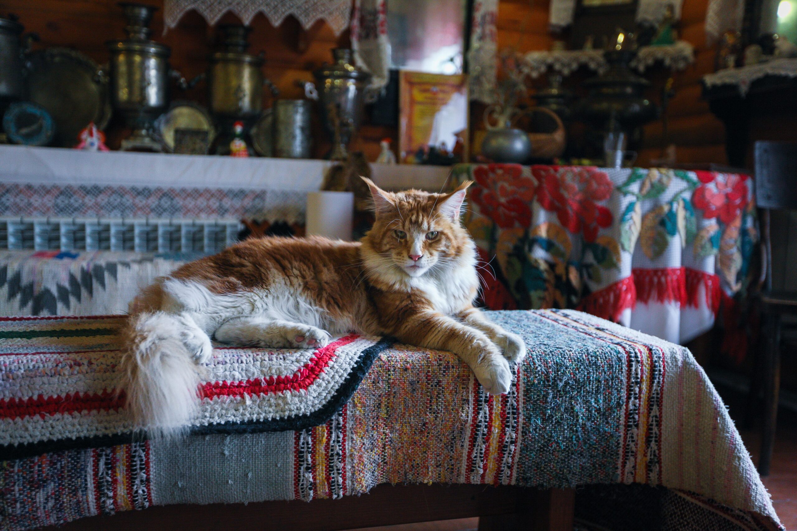pkdef in cats