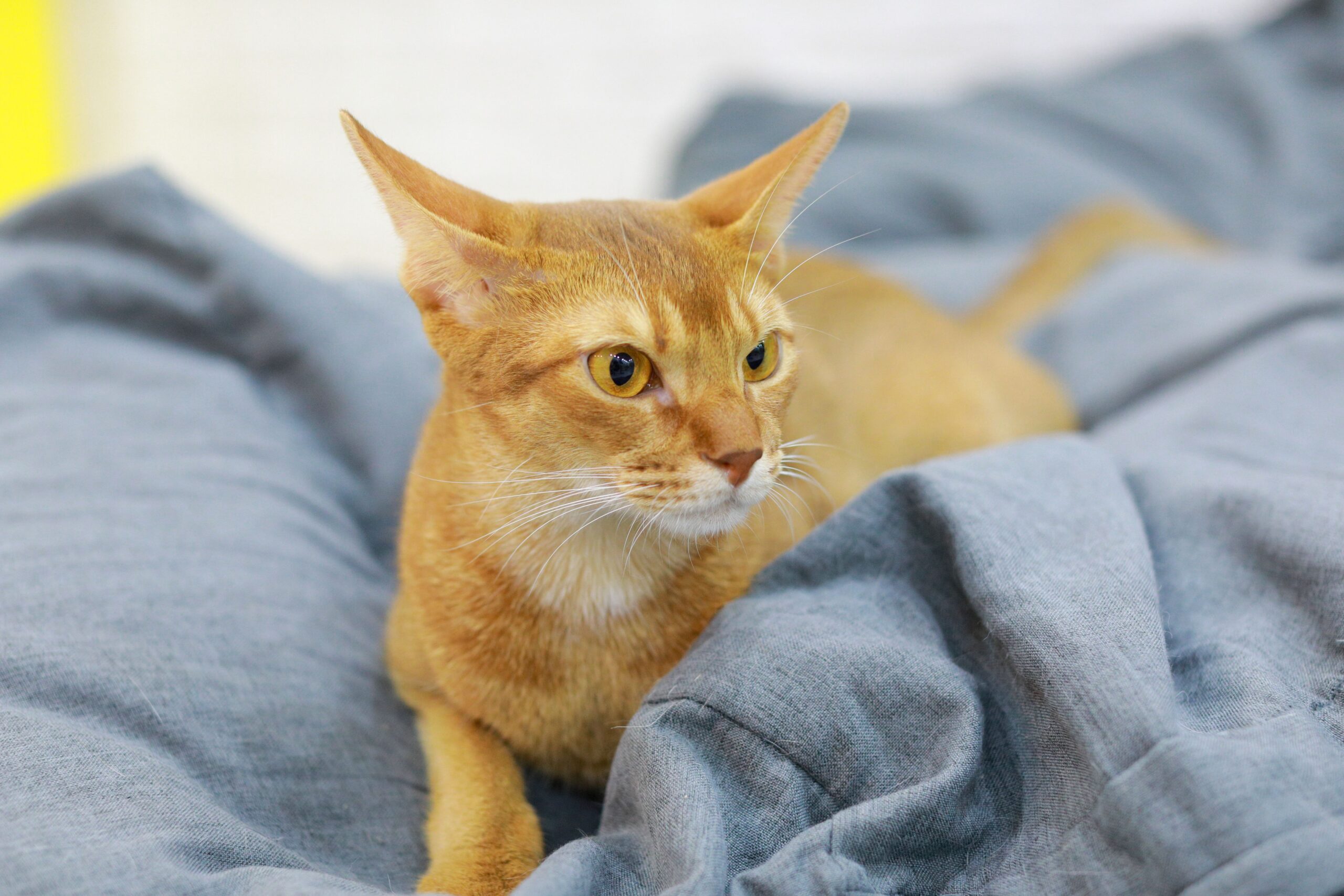 progressive retinal atrophy in cats