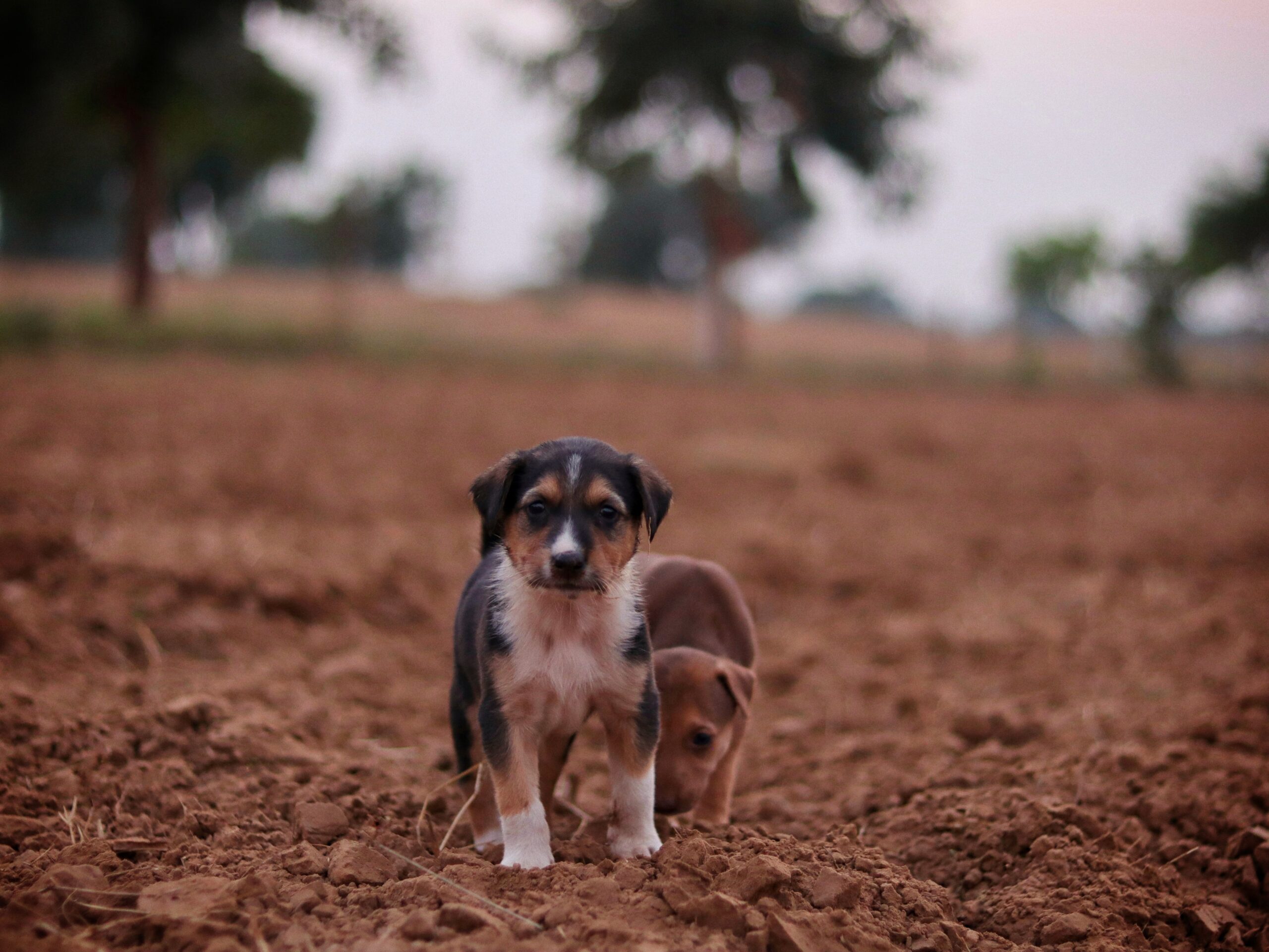 puppy pyoderma