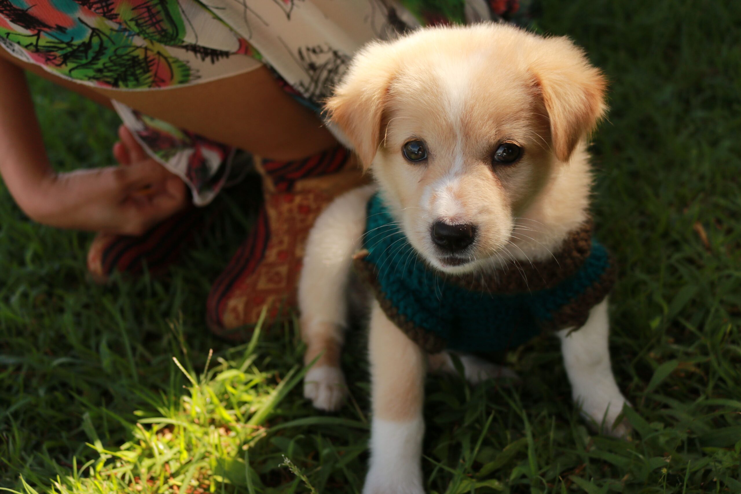 puppy strangles