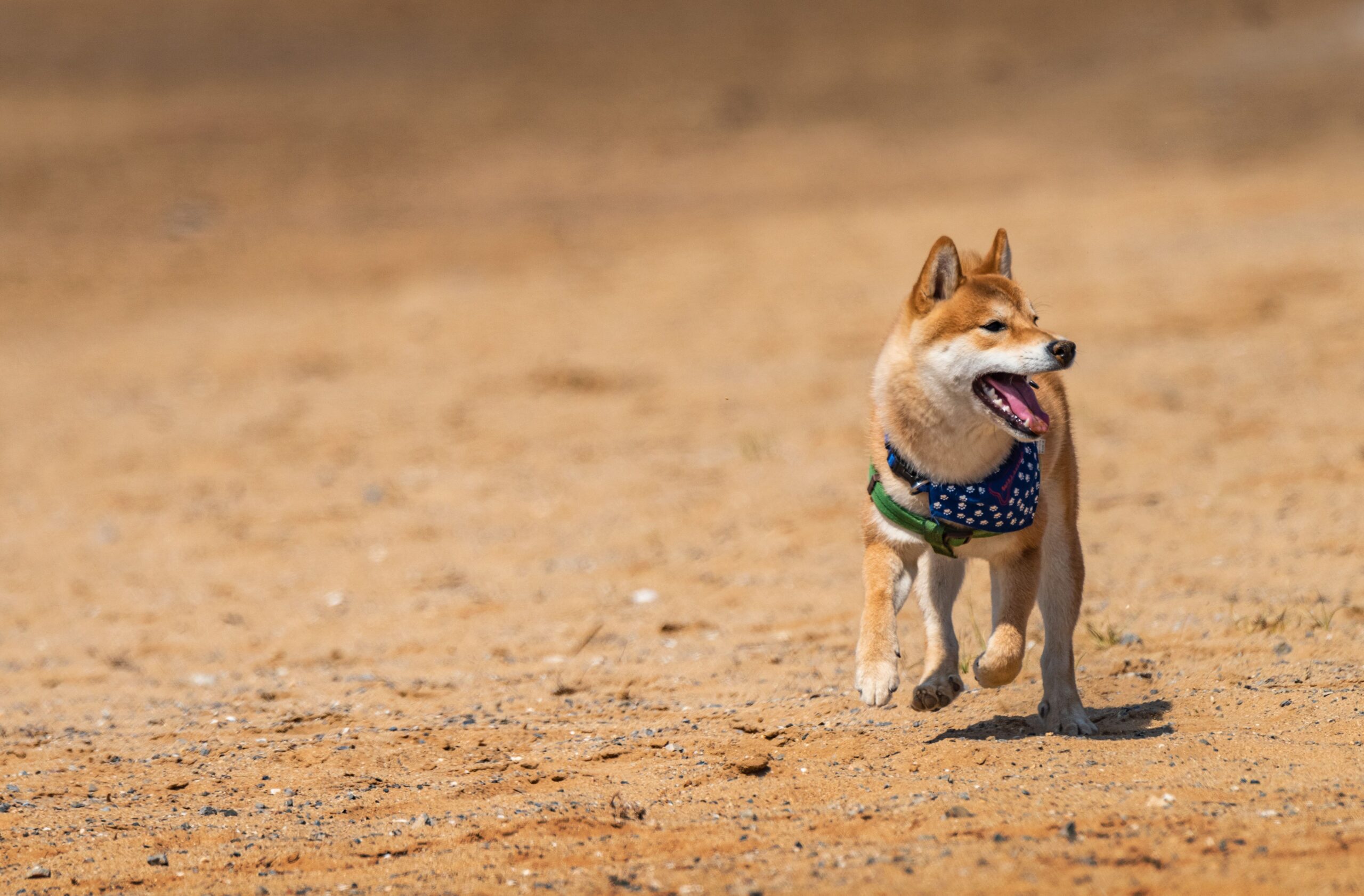 ringworm in dogs