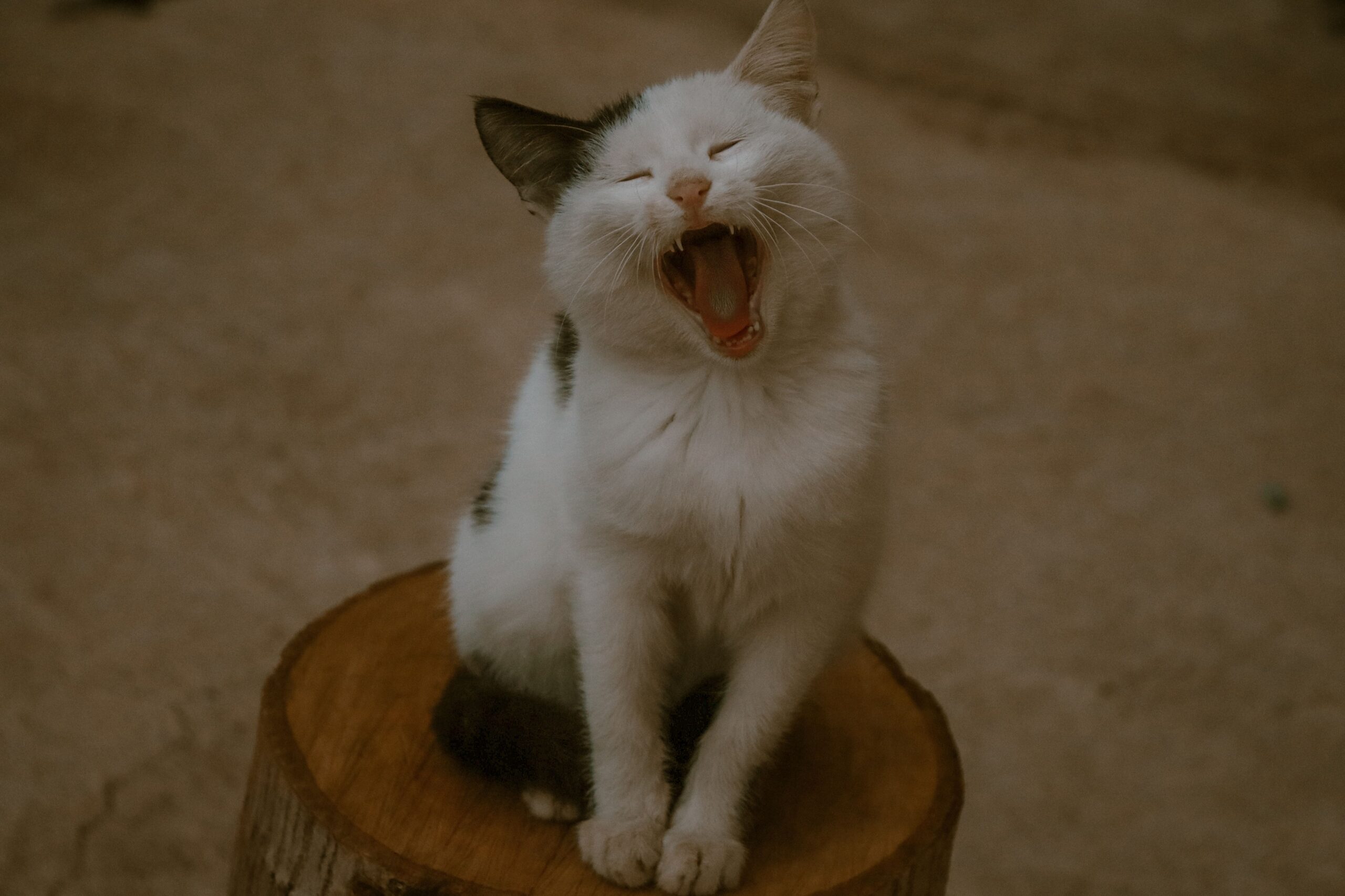stomatitis in cats