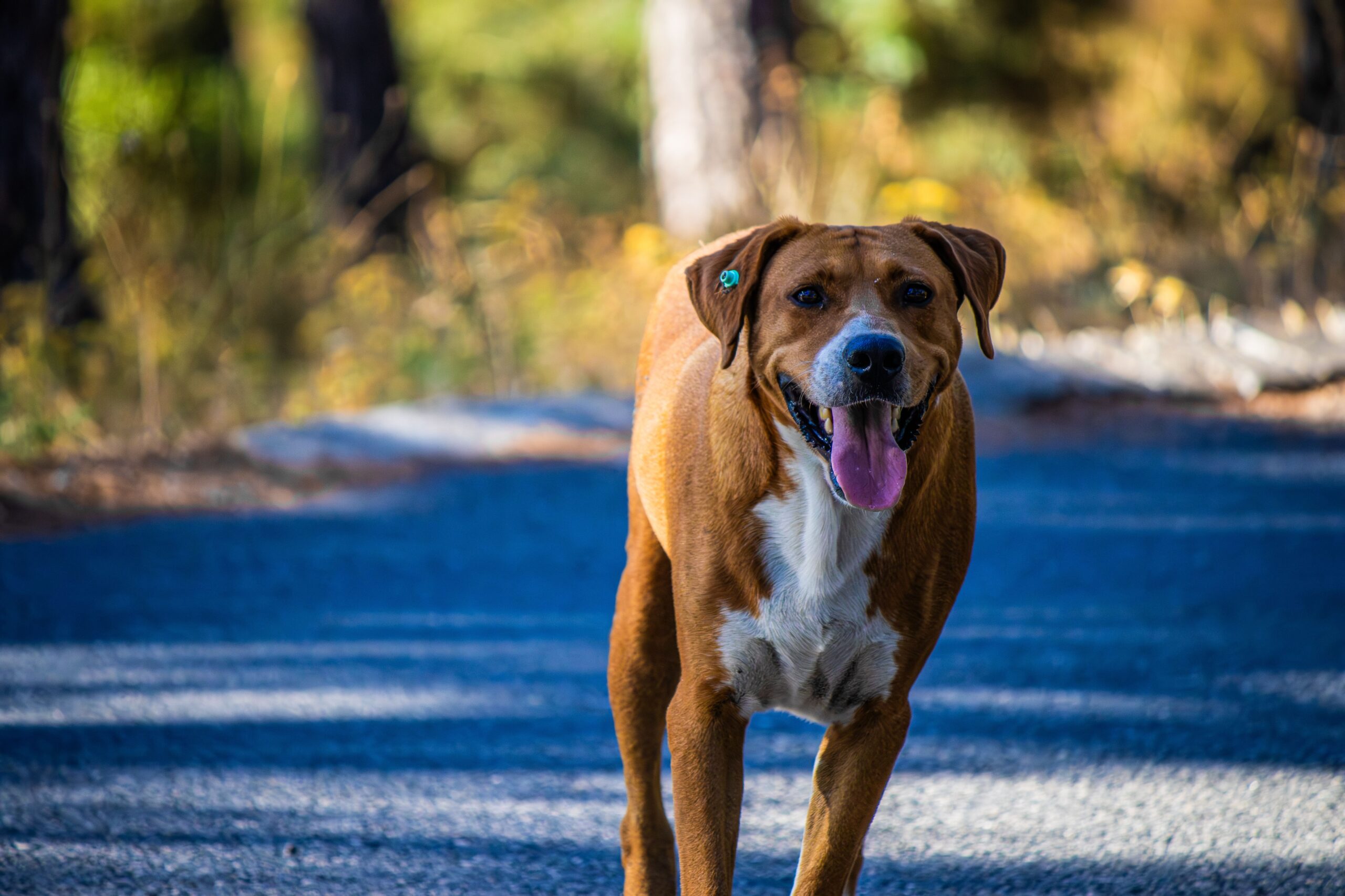 tapeworms in dogs