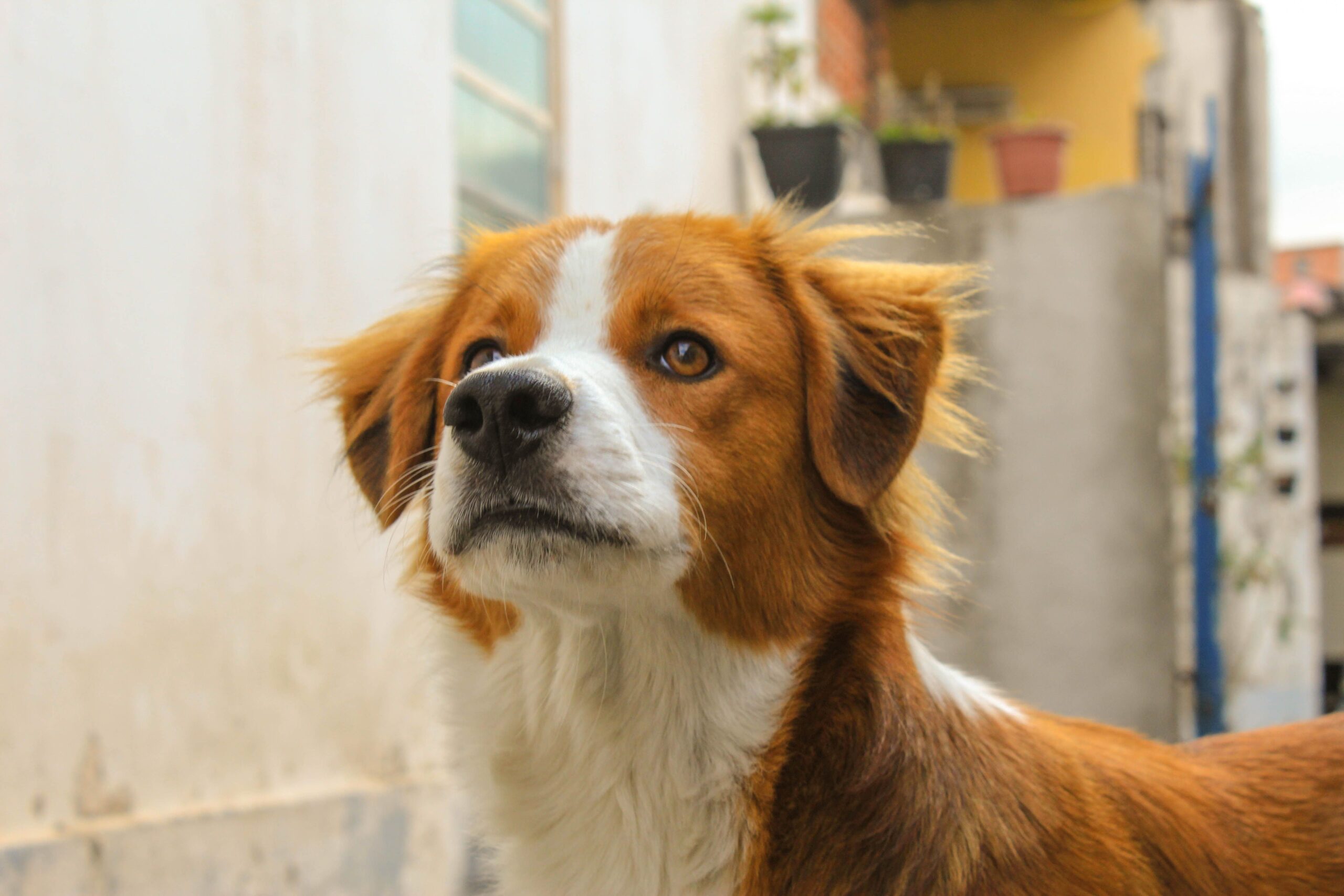 tetanus in dogs