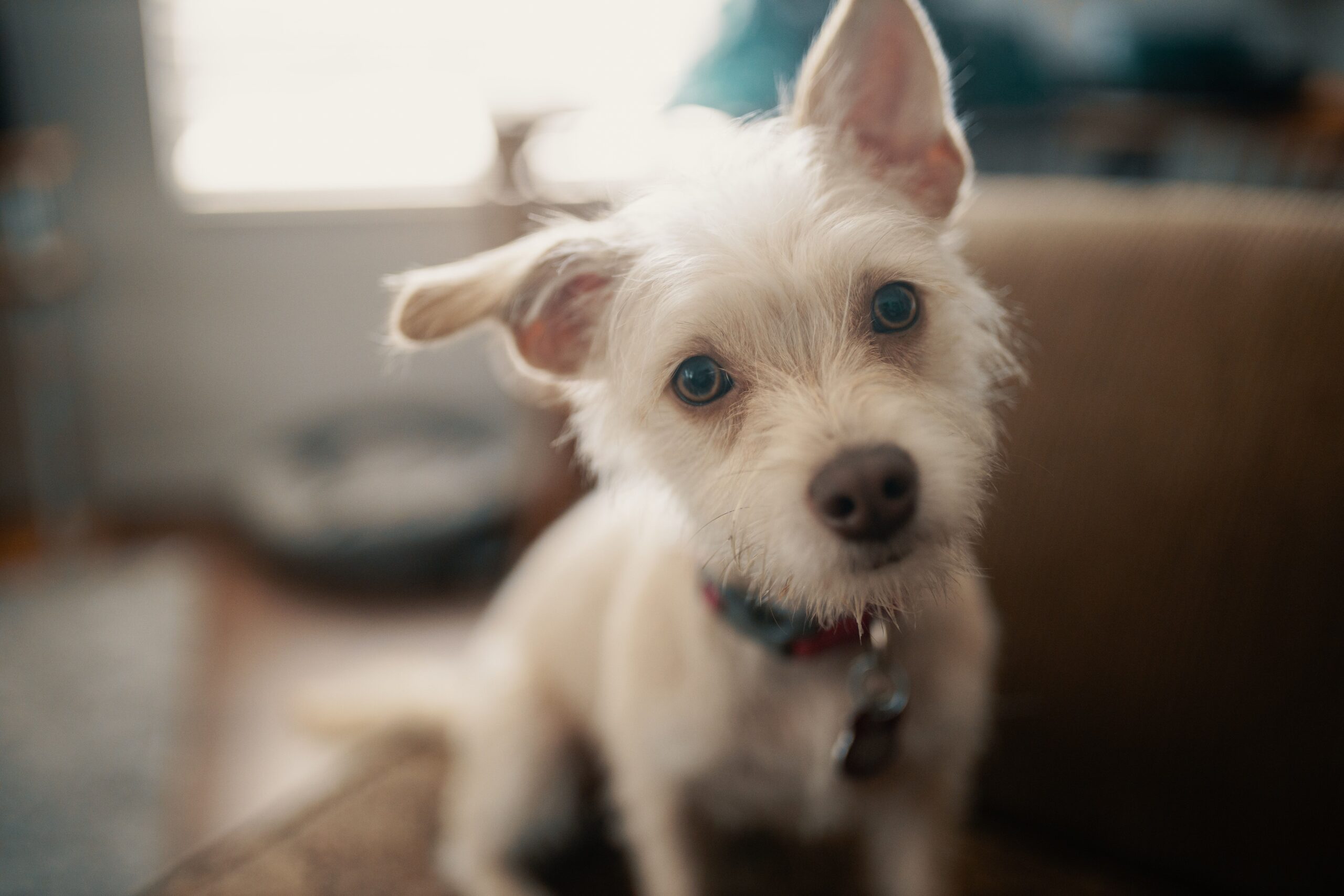 vestibular disease in dogs