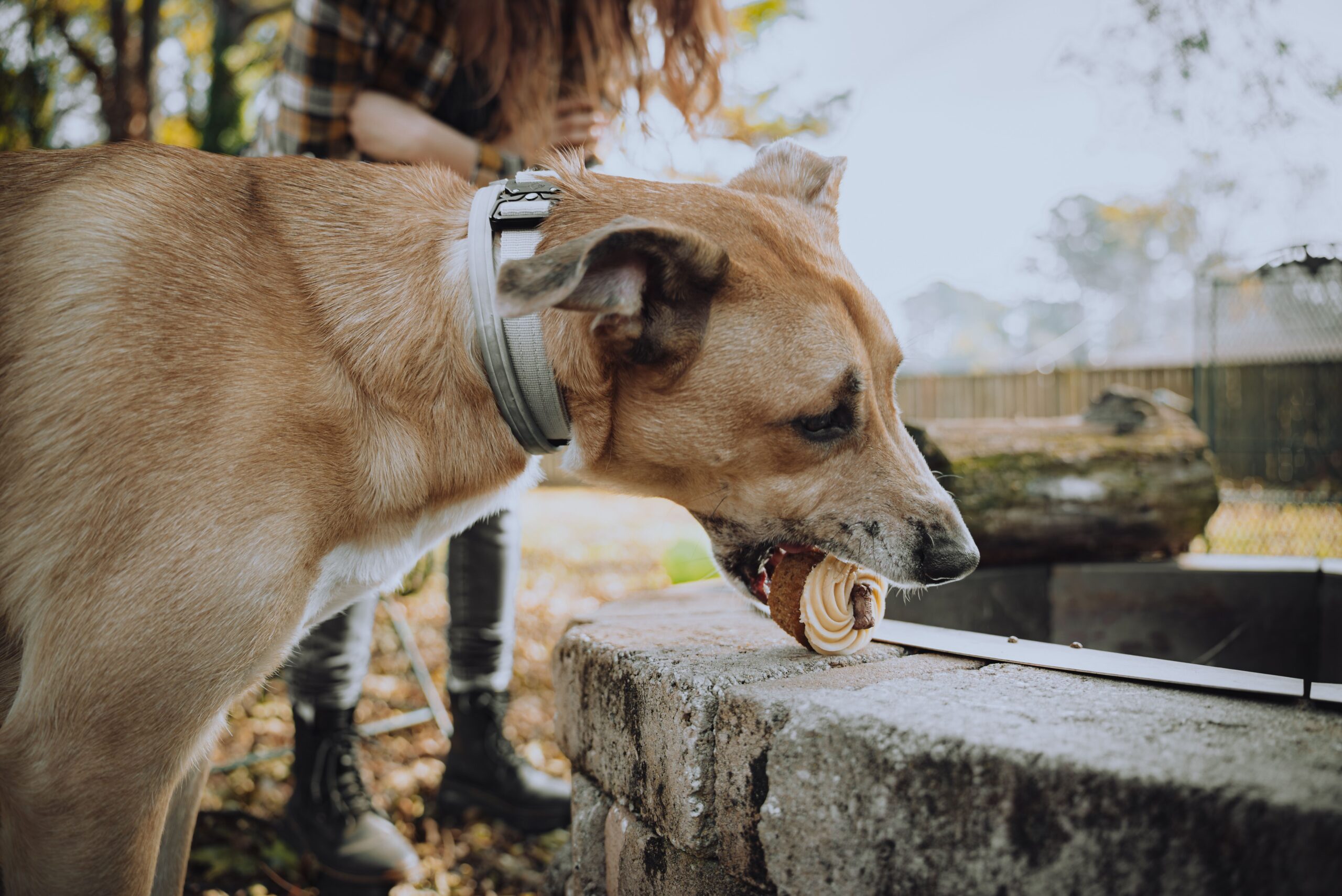 xylitol dogs