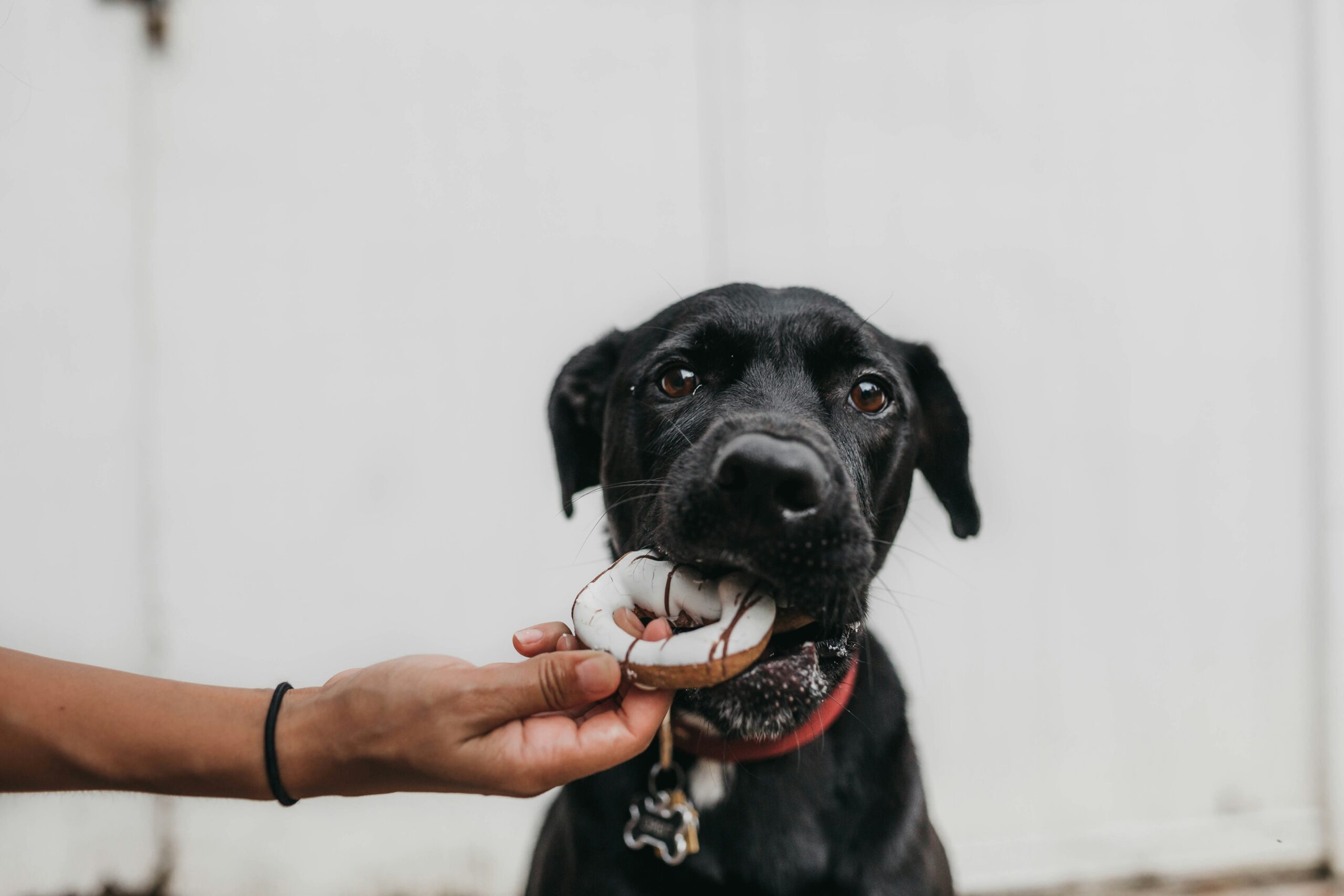 anaphylaxis in dogs