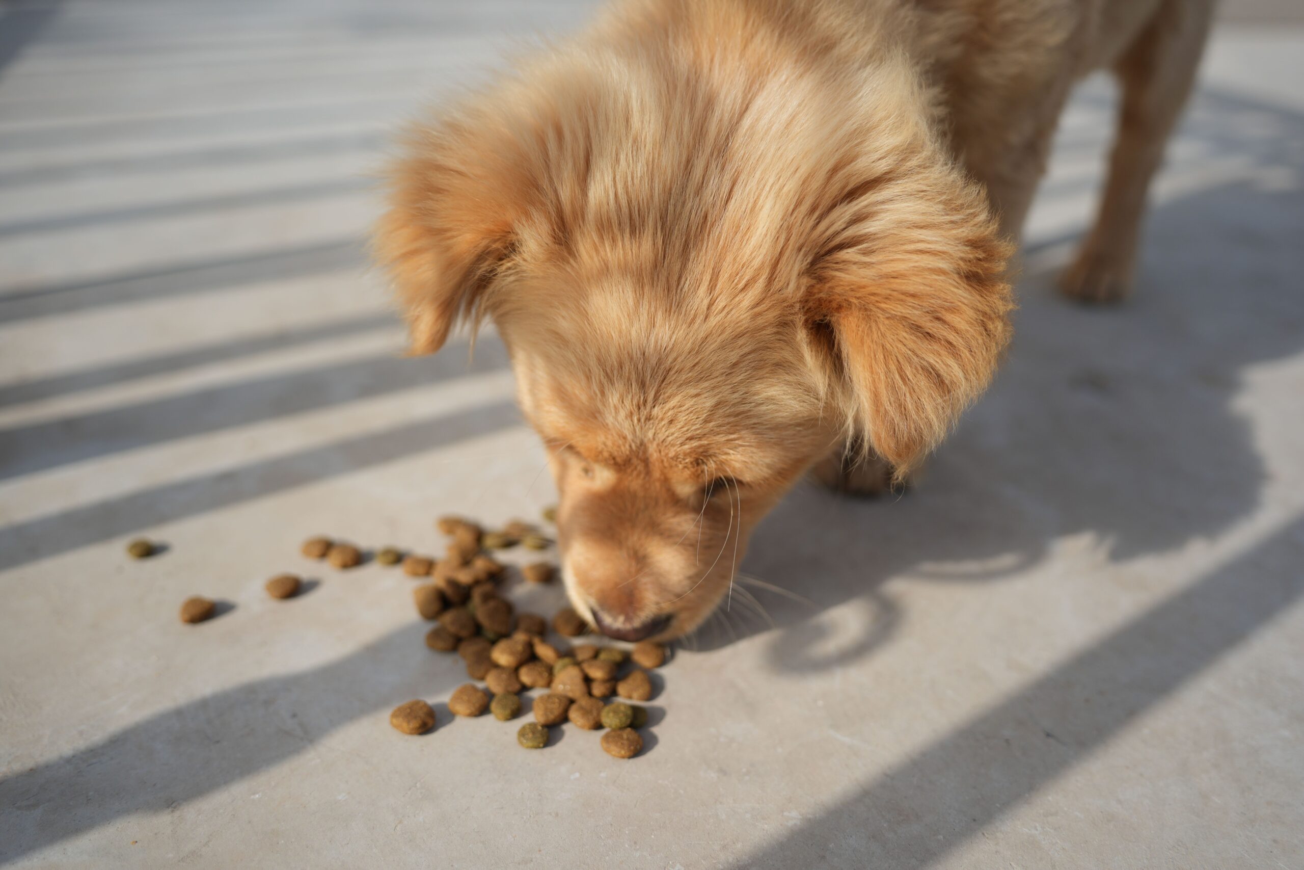aspiration pneumonia in dogs