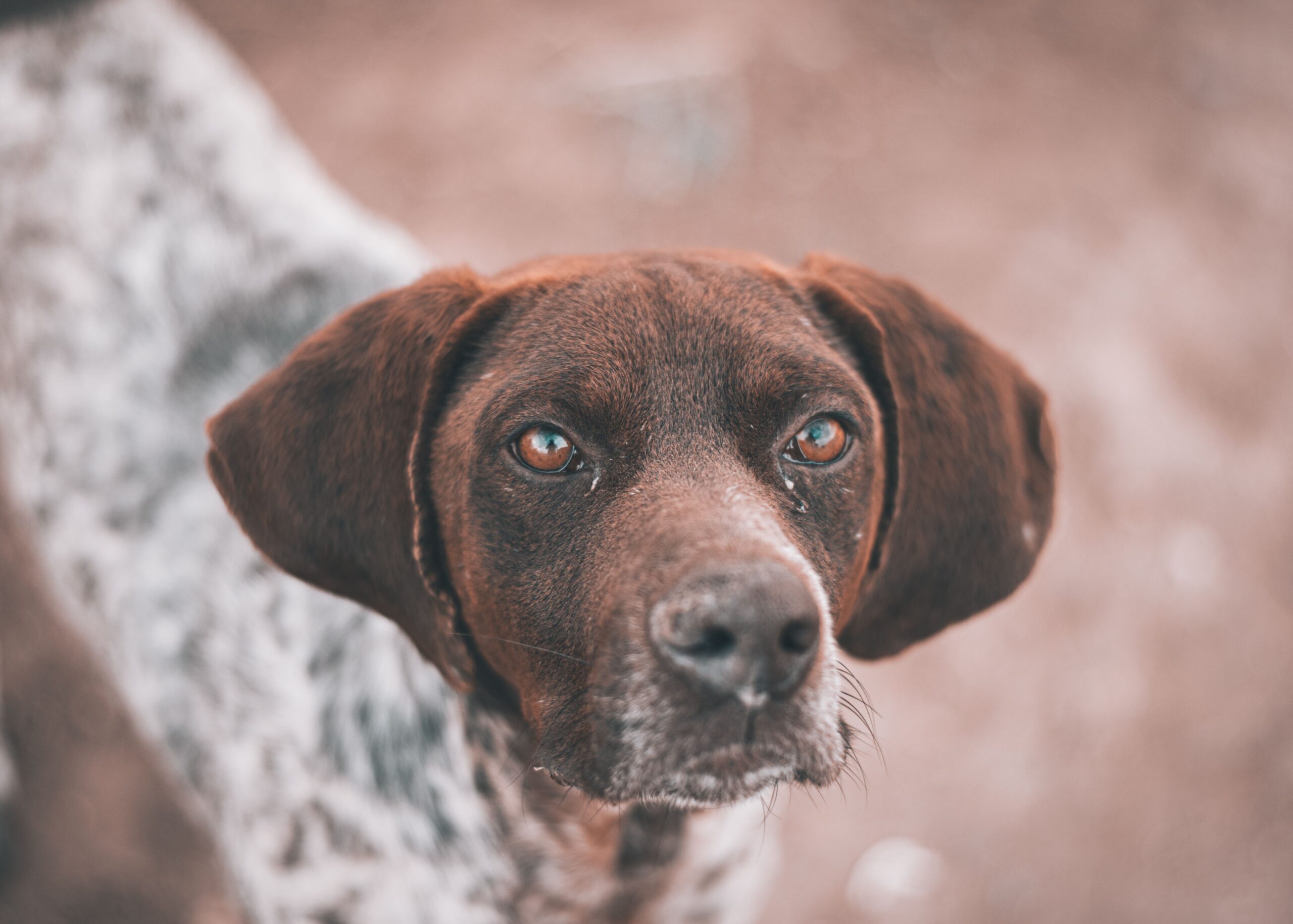 blepharitis in dogs